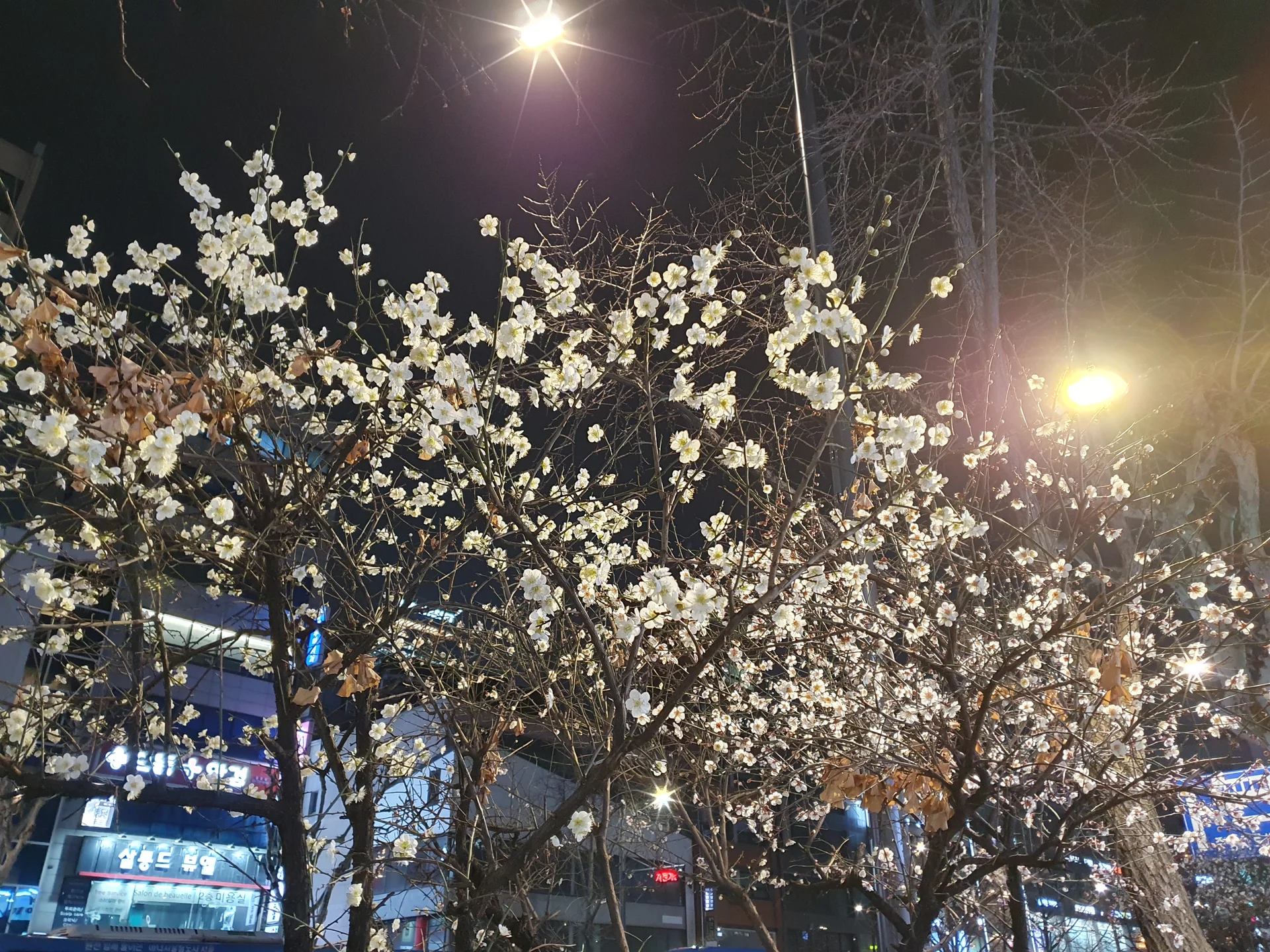 Celebrate Korea's most beloved season with these cherry blossom wallpapers. Every spring, delicate pink petals transform the country into a pastel dreamscape — lining riversides, tunneling over walking paths, and drifting through the air like soft snowfall. These images capture the fleeting magic that draws millions of visitors to Korea each April.

From the famous Yeouido cherry blossom corridor along the Han River to quiet neighborhood streets where petals pile up on parked bicycles, each photo preserves that brief, breathtaking moment when Korea turns pink. Download these free Korean cherry blossom wallpapers for an aesthetic phone background that captures the gentle, ephemeral beauty of spring at its peak., Seoul — Free Korean aesthetic wallpaper