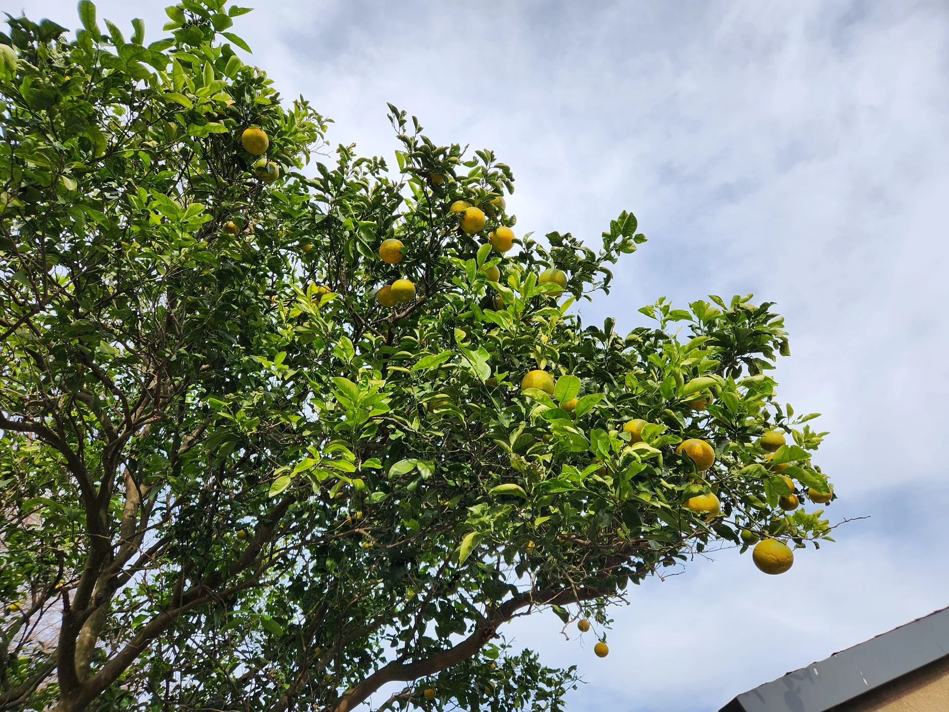 Immerse your screen in the untouched beauty of Korea's natural world. These Korean wallpapers feature sweeping countryside fields blanketed in green, hidden valleys where morning mist clings to the hillsides, and winding streams cutting through rocky terrain. Each photo captures the raw, peaceful energy that makes Korea's landscapes so distinctive.

From the volcanic plains of Jeju Island to the lush wetlands of Suncheon Bay, this collection showcases nature in every mood — dramatic storm clouds rolling over ridgelines, golden sunlight filtering through canopy gaps, and wildflower meadows stretching toward distant peaks. Download these aesthetic phone backgrounds for free and bring a moment of Korean tranquility to your daily life., Yeongpyeong-gil, Yeongpyeong-dong, Ara-dong, Jeju — Free Korean aesthetic wallpaper