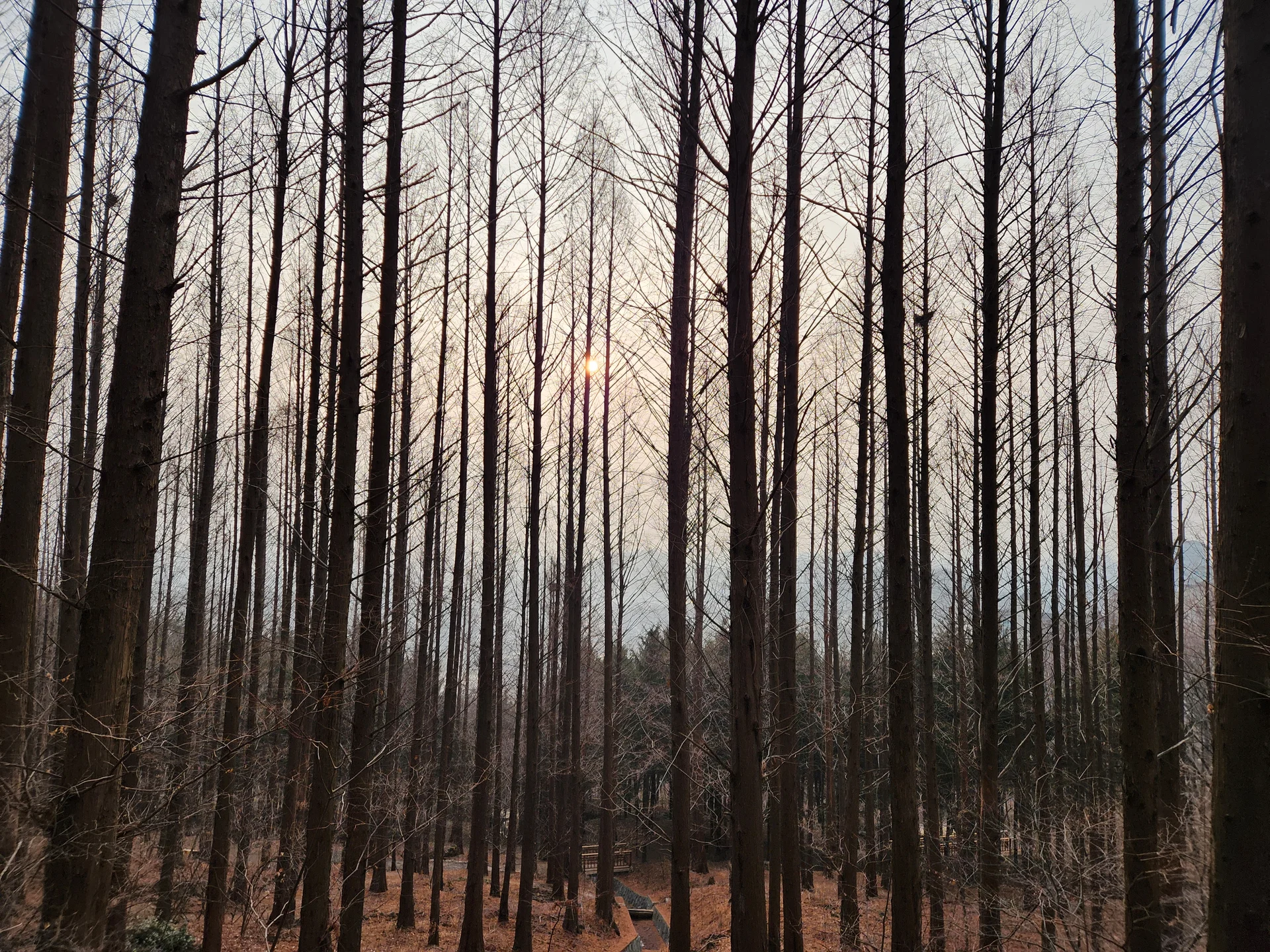 Immerse your screen in the untouched beauty of Korea's natural world. These Korean wallpapers feature sweeping countryside fields blanketed in green, hidden valleys where morning mist clings to the hillsides, and winding streams cutting through rocky terrain. Each photo captures the raw, peaceful energy that makes Korea's landscapes so distinctive.

From the volcanic plains of Jeju Island to the lush wetlands of Suncheon Bay, this collection showcases nature in every mood — dramatic storm clouds rolling over ridgelines, golden sunlight filtering through canopy gaps, and wildflower meadows stretching toward distant peaks. Download these aesthetic phone backgrounds for free and bring a moment of Korean tranquility to your daily life., Yeonhui-ro 28-gil, Yeonhui-dong, Seoul — Free Korean aesthetic wallpaper