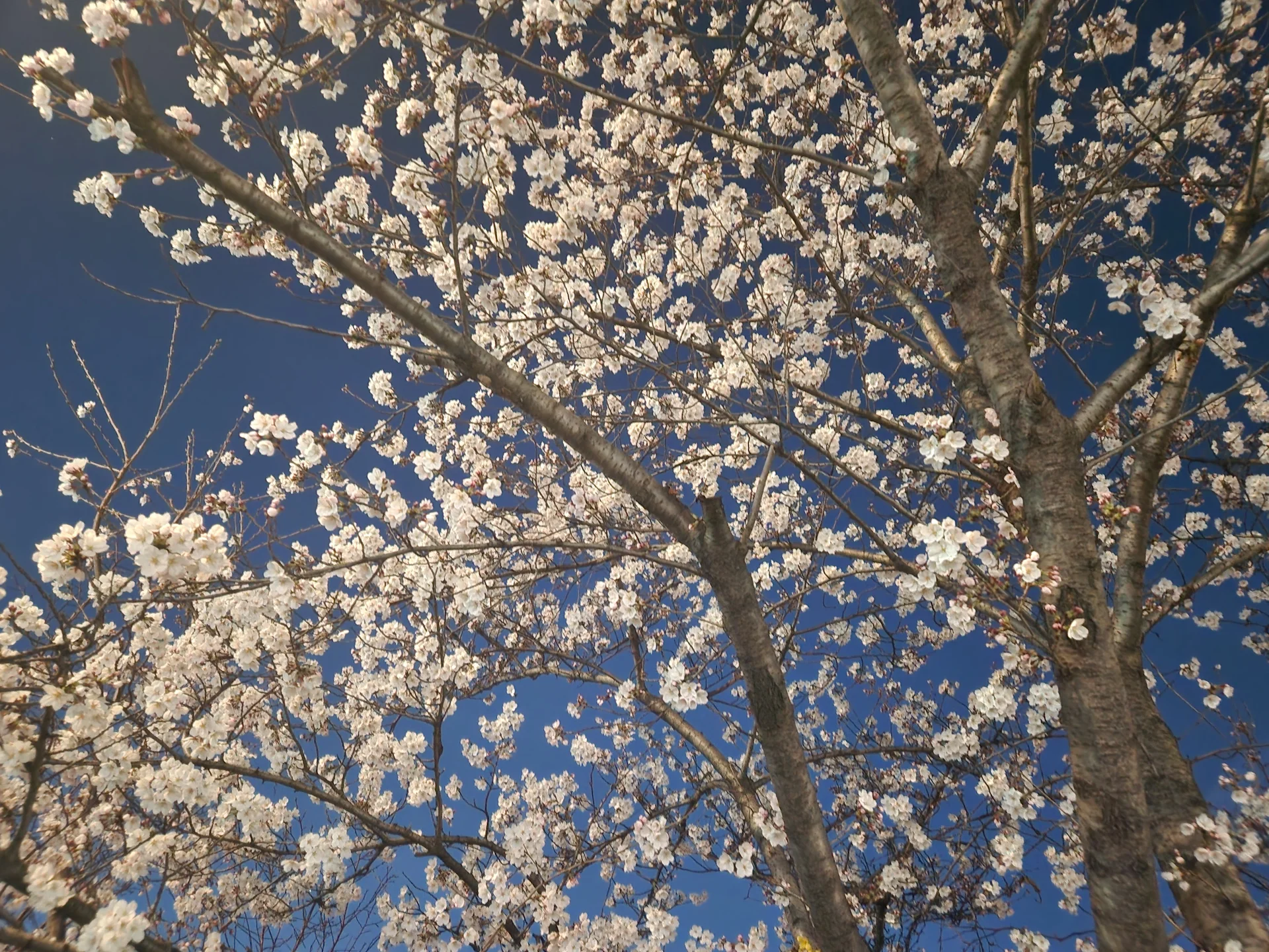 Celebrate Korea's most beloved season with these cherry blossom wallpapers. Every spring, delicate pink petals transform the country into a pastel dreamscape — lining riversides, tunneling over walking paths, and drifting through the air like soft snowfall. These images capture the fleeting magic that draws millions of visitors to Korea each April.

From the famous Yeouido cherry blossom corridor along the Han River to quiet neighborhood streets where petals pile up on parked bicycles, each photo preserves that brief, breathtaking moment when Korea turns pink. Download these free Korean cherry blossom wallpapers for an aesthetic phone background that captures the gentle, ephemeral beauty of spring at its peak., Yeoui-dong, Seoul — Free Korean aesthetic wallpaper