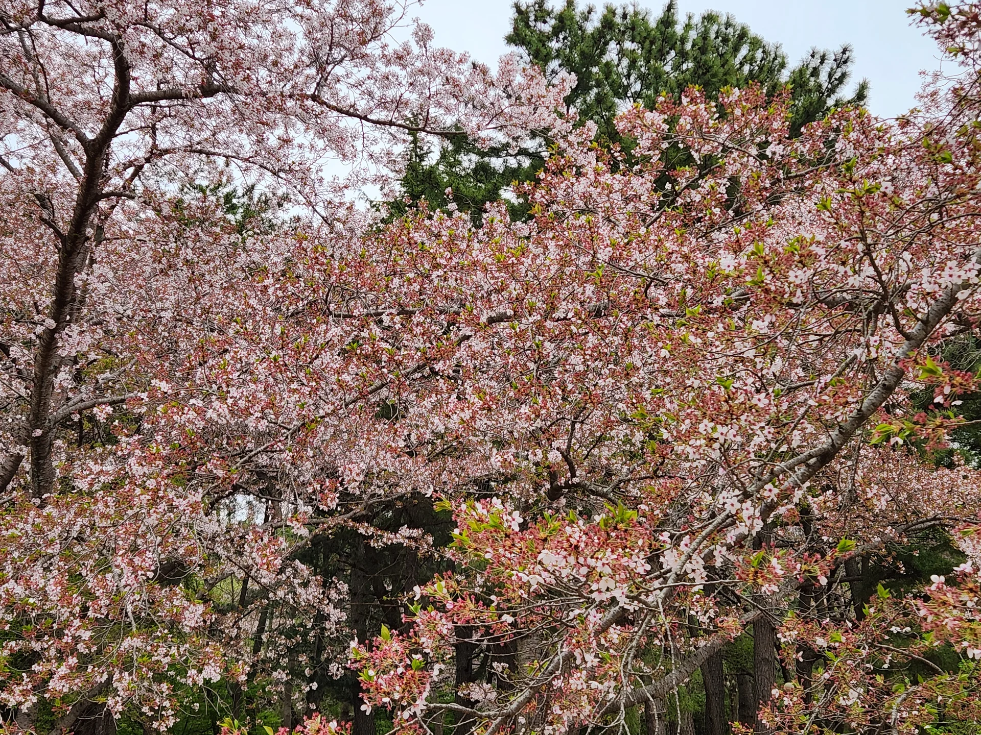 Celebrate Korea's most beloved season with these cherry blossom wallpapers. Every spring, delicate pink petals transform the country into a pastel dreamscape — lining riversides, tunneling over walking paths, and drifting through the air like soft snowfall. These images capture the fleeting magic that draws millions of visitors to Korea each April.

From the famous Yeouido cherry blossom corridor along the Han River to quiet neighborhood streets where petals pile up on parked bicycles, each photo preserves that brief, breathtaking moment when Korea turns pink. Download these free Korean cherry blossom wallpapers for an aesthetic phone background that captures the gentle, ephemeral beauty of spring at its peak., Bulguk-ro, Jinhyeon-dong, Bulguk-dong, Gyeongju-si — Free Korean aesthetic wallpaper