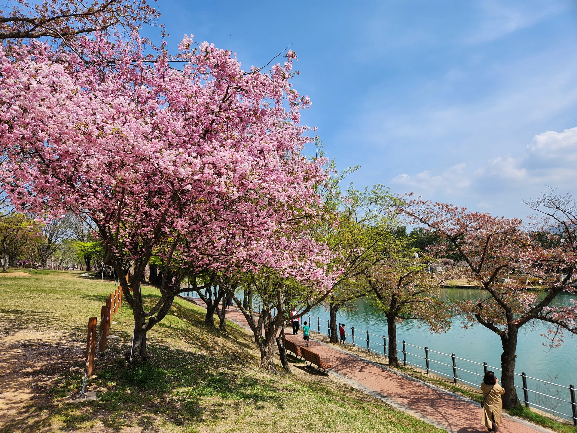 Celebrate Korea's most beloved season with these cherry blossom wallpapers. Every spring, delicate pink petals transform the country into a pastel dreamscape — lining riversides, tunneling over walking paths, and drifting through the air like soft snowfall. These images capture the fleeting magic that draws millions of visitors to Korea each April.

From the famous Yeouido cherry blossom corridor along the Han River to quiet neighborhood streets where petals pile up on parked bicycles, each photo preserves that brief, breathtaking moment when Korea turns pink. Download these free Korean cherry blossom wallpapers for an aesthetic phone background that captures the gentle, ephemeral beauty of spring at its peak., Bomun-ro, Bukgun-dong, Bodeok-dong, Gyeongju-si — Free Korean aesthetic wallpaper