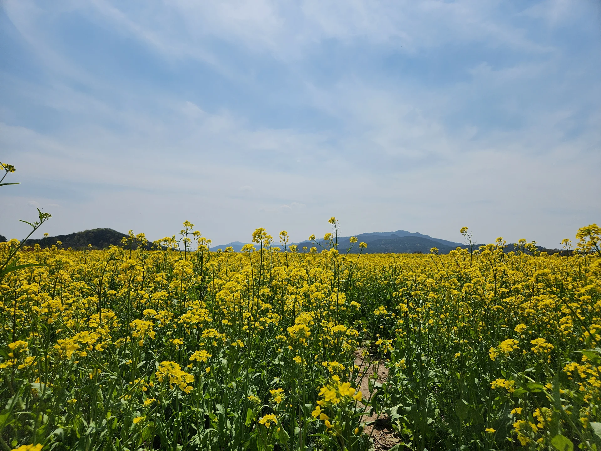 Immerse your screen in the untouched beauty of Korea's natural world. These Korean wallpapers feature sweeping countryside fields blanketed in green, hidden valleys where morning mist clings to the hillsides, and winding streams cutting through rocky terrain. Each photo captures the raw, peaceful energy that makes Korea's landscapes so distinctive.

From the volcanic plains of Jeju Island to the lush wetlands of Suncheon Bay, this collection showcases nature in every mood — dramatic storm clouds rolling over ridgelines, golden sunlight filtering through canopy gaps, and wildflower meadows stretching toward distant peaks. Download these aesthetic phone backgrounds for free and bring a moment of Korean tranquility to your daily life., Bunhwang-ro, Gyo-dong, Wolseong-dong, Gyeongju-si — Free Korean aesthetic wallpaper