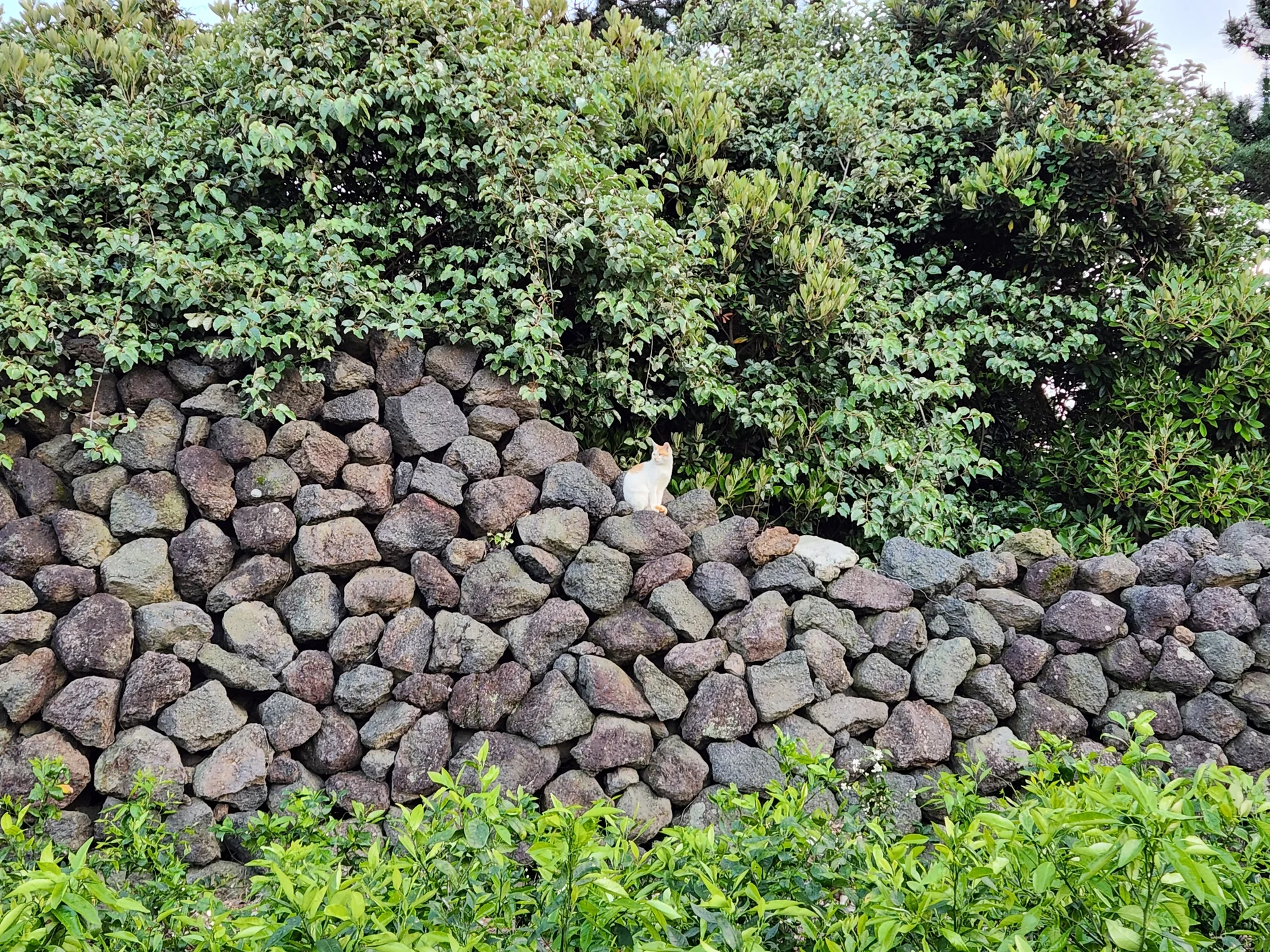 Immerse your screen in the untouched beauty of Korea's natural world. These Korean wallpapers feature sweeping countryside fields blanketed in green, hidden valleys where morning mist clings to the hillsides, and winding streams cutting through rocky terrain. Each photo captures the raw, peaceful energy that makes Korea's landscapes so distinctive.

From the volcanic plains of Jeju Island to the lush wetlands of Suncheon Bay, this collection showcases nature in every mood — dramatic storm clouds rolling over ridgelines, golden sunlight filtering through canopy gaps, and wildflower meadows stretching toward distant peaks. Download these aesthetic phone backgrounds for free and bring a moment of Korean tranquility to your daily life., Bomok-ro 64beon-gil, Bomok-dong, Songsan-dong, Seogwipo-si — Free Korean aesthetic wallpaper