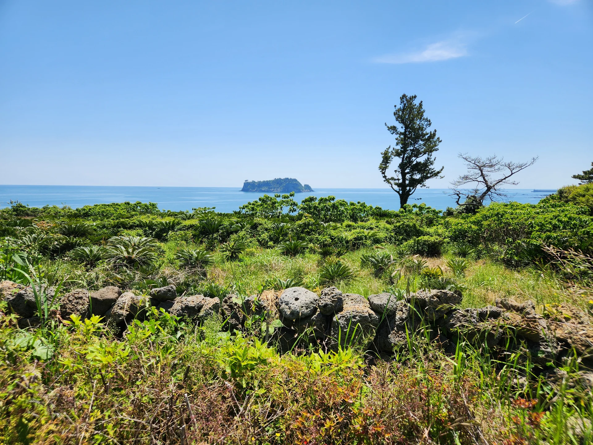 Immerse your screen in the untouched beauty of Korea's natural world. These Korean wallpapers feature sweeping countryside fields blanketed in green, hidden valleys where morning mist clings to the hillsides, and winding streams cutting through rocky terrain. Each photo captures the raw, peaceful energy that makes Korea's landscapes so distinctive.

From the volcanic plains of Jeju Island to the lush wetlands of Suncheon Bay, this collection showcases nature in every mood — dramatic storm clouds rolling over ridgelines, golden sunlight filtering through canopy gaps, and wildflower meadows stretching toward distant peaks. Download these aesthetic phone backgrounds for free and bring a moment of Korean tranquility to your daily life., 속골로, Daeryun-dong, Seogwipo-si — Free Korean aesthetic wallpaper