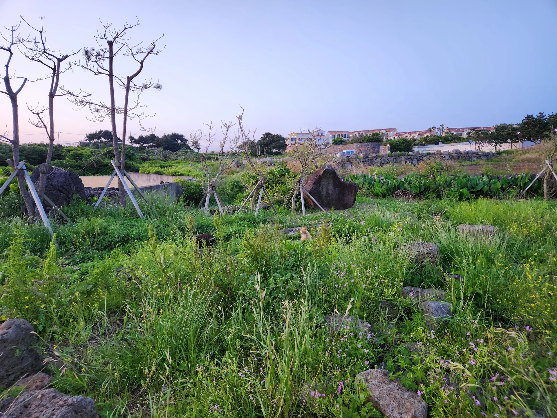 Immerse your screen in the untouched beauty of Korea's natural world. These Korean wallpapers feature sweeping countryside fields blanketed in green, hidden valleys where morning mist clings to the hillsides, and winding streams cutting through rocky terrain. Each photo captures the raw, peaceful energy that makes Korea's landscapes so distinctive.

From the volcanic plains of Jeju Island to the lush wetlands of Suncheon Bay, this collection showcases nature in every mood — dramatic storm clouds rolling over ridgelines, golden sunlight filtering through canopy gaps, and wildflower meadows stretching toward distant peaks. Download these aesthetic phone backgrounds for free and bring a moment of Korean tranquility to your daily life., Udohaean-gil, Jeju — Free Korean aesthetic wallpaper