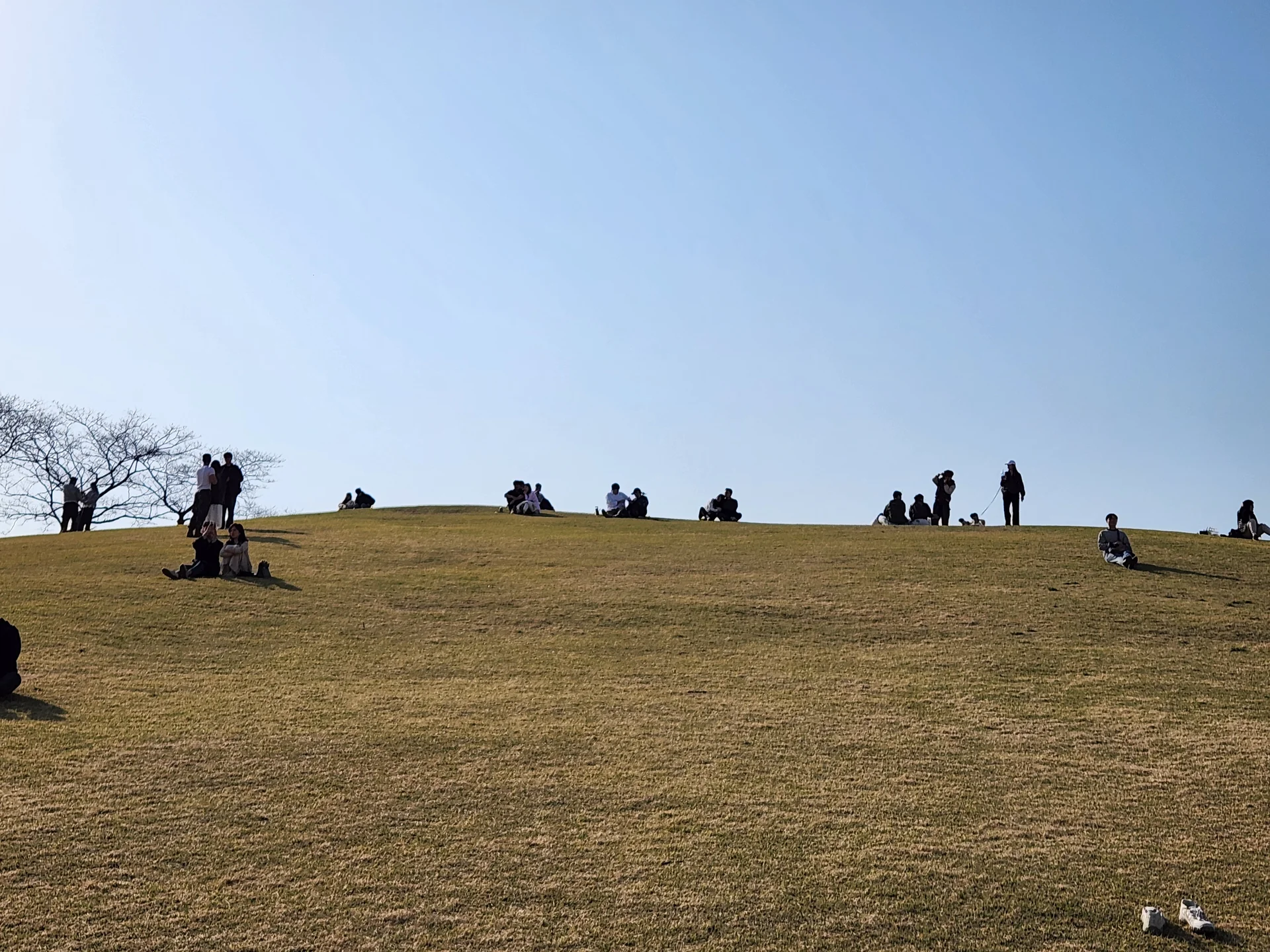 Transform your phone with the inviting green spaces of Korea's parks and gardens. From the sprawling lawns of Olympic Park in Seoul to the meticulously landscaped botanical gardens of the southern coast, these wallpapers capture the beauty of Korea's curated natural spaces — blooming flower beds, reflective lotus ponds, tree-lined promenades, and autumn foliage canopies.

Korean parks are designed for contemplation, and it shows in every image: stone pathways curving around still water, wooden pavilions framed by seasonal color, cherry-blossom tunnels creating pink corridors, and wide meadows where families gather under open skies. Free download these aesthetic park wallpapers and give your phone background the refreshing energy of a Korean garden escape., Oryun-dong, Seoul — Free Korean aesthetic wallpaper