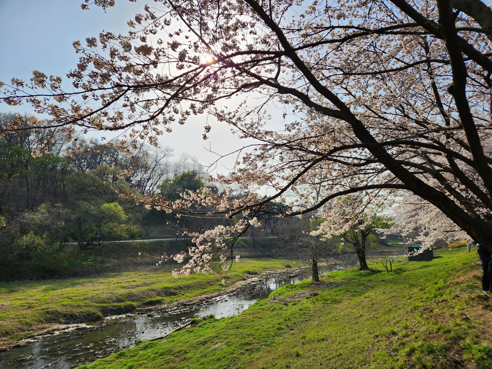 Celebrate Korea's most beloved season with these cherry blossom wallpapers. Every spring, delicate pink petals transform the country into a pastel dreamscape — lining riversides, tunneling over walking paths, and drifting through the air like soft snowfall. These images capture the fleeting magic that draws millions of visitors to Korea each April.

From the famous Yeouido cherry blossom corridor along the Han River to quiet neighborhood streets where petals pile up on parked bicycles, each photo preserves that brief, breathtaking moment when Korea turns pink. Download these free Korean cherry blossom wallpapers for an aesthetic phone background that captures the gentle, ephemeral beauty of spring at its peak., Gangdong-daero, Oryun-dong, Seoul — Free Korean aesthetic wallpaper