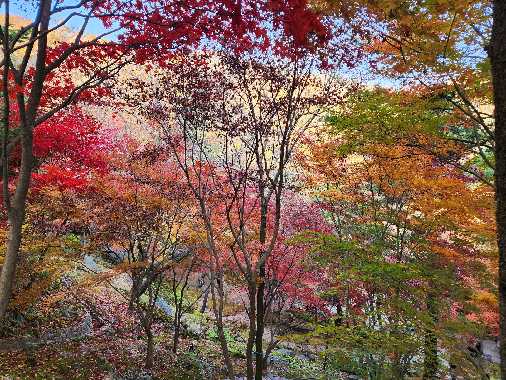 Immerse your screen in the untouched beauty of Korea's natural world. These Korean wallpapers feature sweeping countryside fields blanketed in green, hidden valleys where morning mist clings to the hillsides, and winding streams cutting through rocky terrain. Each photo captures the raw, peaceful energy that makes Korea's landscapes so distinctive.

From the volcanic plains of Jeju Island to the lush wetlands of Suncheon Bay, this collection showcases nature in every mood — dramatic storm clouds rolling over ridgelines, golden sunlight filtering through canopy gaps, and wildflower meadows stretching toward distant peaks. Download these aesthetic phone backgrounds for free and bring a moment of Korean tranquility to your daily life., Gwangju-si, Gyeonggi-do — Free Korean aesthetic wallpaper