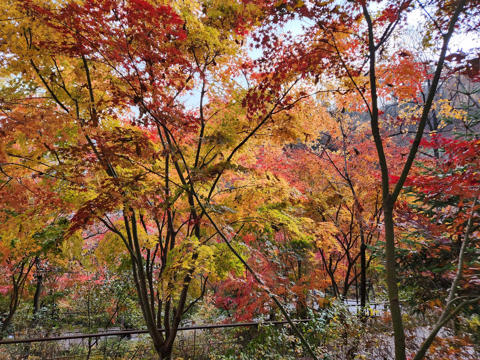 Immerse your screen in the untouched beauty of Korea's natural world. These Korean wallpapers feature sweeping countryside fields blanketed in green, hidden valleys where morning mist clings to the hillsides, and winding streams cutting through rocky terrain. Each photo captures the raw, peaceful energy that makes Korea's landscapes so distinctive.

From the volcanic plains of Jeju Island to the lush wetlands of Suncheon Bay, this collection showcases nature in every mood — dramatic storm clouds rolling over ridgelines, golden sunlight filtering through canopy gaps, and wildflower meadows stretching toward distant peaks. Download these aesthetic phone backgrounds for free and bring a moment of Korean tranquility to your daily life., Gwangju-si, Gyeonggi-do — Free Korean aesthetic wallpaper