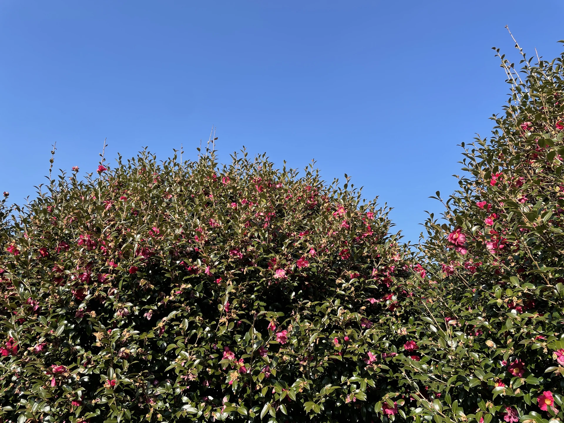 Fill your phone screen with the vivid colors of Korea's seasonal blooms. These flower wallpapers showcase nature's full palette — delicate cherry blossoms in soft pink clouds, bright yellow canola fields stretching across Jeju Island, deep magenta cosmos swaying in autumn breeze, and sacred lotus flowers rising from temple ponds in perfect symmetry.

Korea's flower culture runs deep, with dedicated festivals and viewing seasons that draw millions each year. These images capture that beauty up close: dew-dropped petals in morning light, wildflower meadows backed by distant mountains, and carefully tended garden rows bursting with color. Free download these aesthetic Korean flower wallpapers and let your phone background bloom with every season. — Free Korean aesthetic wallpaper