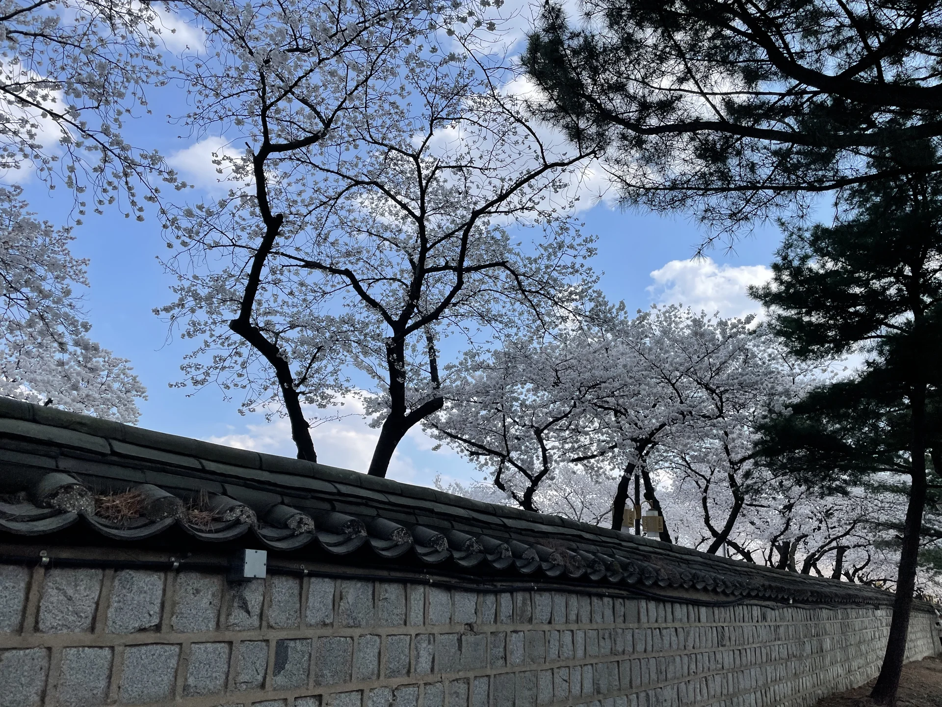 Celebrate Korea's most beloved season with these cherry blossom wallpapers. Every spring, delicate pink petals transform the country into a pastel dreamscape — lining riversides, tunneling over walking paths, and drifting through the air like soft snowfall. These images capture the fleeting magic that draws millions of visitors to Korea each April.

From the famous Yeouido cherry blossom corridor along the Han River to quiet neighborhood streets where petals pile up on parked bicycles, each photo preserves that brief, breathtaking moment when Korea turns pink. Download these free Korean cherry blossom wallpapers for an aesthetic phone background that captures the gentle, ephemeral beauty of spring at its peak. — Free Korean aesthetic wallpaper