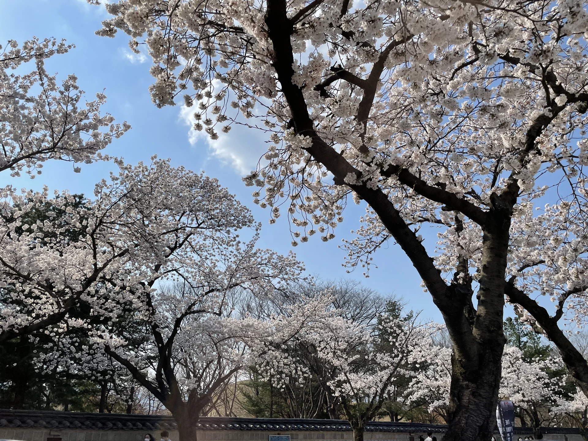 Celebrate Korea's most beloved season with these cherry blossom wallpapers. Every spring, delicate pink petals transform the country into a pastel dreamscape — lining riversides, tunneling over walking paths, and drifting through the air like soft snowfall. These images capture the fleeting magic that draws millions of visitors to Korea each April.

From the famous Yeouido cherry blossom corridor along the Han River to quiet neighborhood streets where petals pile up on parked bicycles, each photo preserves that brief, breathtaking moment when Korea turns pink. Download these free Korean cherry blossom wallpapers for an aesthetic phone background that captures the gentle, ephemeral beauty of spring at its peak. — Free Korean aesthetic wallpaper