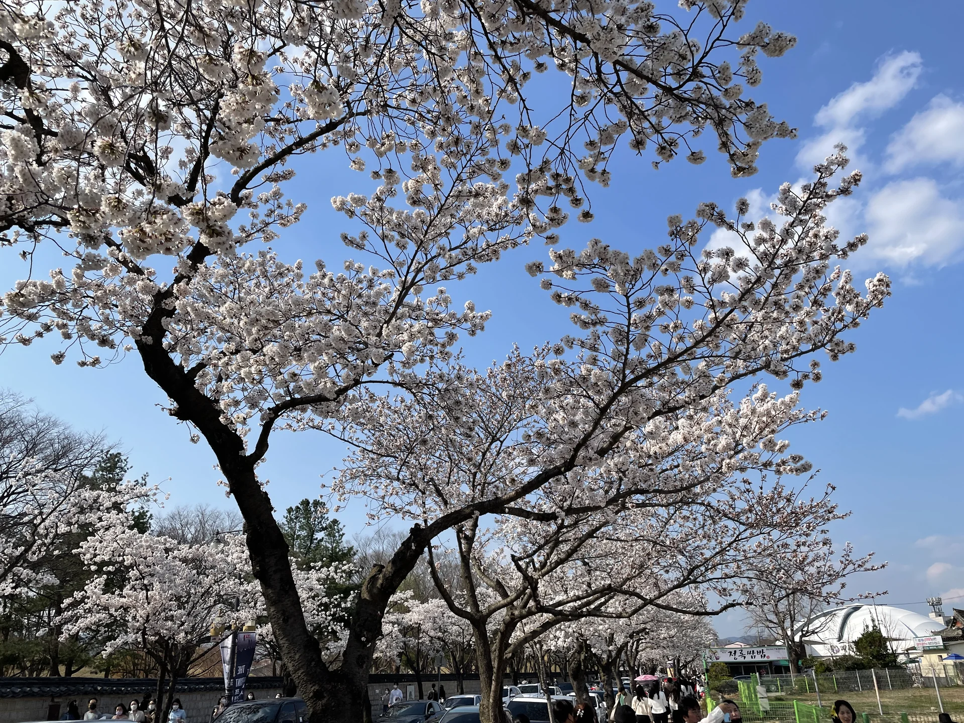 Celebrate Korea's most beloved season with these cherry blossom wallpapers. Every spring, delicate pink petals transform the country into a pastel dreamscape — lining riversides, tunneling over walking paths, and drifting through the air like soft snowfall. These images capture the fleeting magic that draws millions of visitors to Korea each April.

From the famous Yeouido cherry blossom corridor along the Han River to quiet neighborhood streets where petals pile up on parked bicycles, each photo preserves that brief, breathtaking moment when Korea turns pink. Download these free Korean cherry blossom wallpapers for an aesthetic phone background that captures the gentle, ephemeral beauty of spring at its peak. — Free Korean aesthetic wallpaper