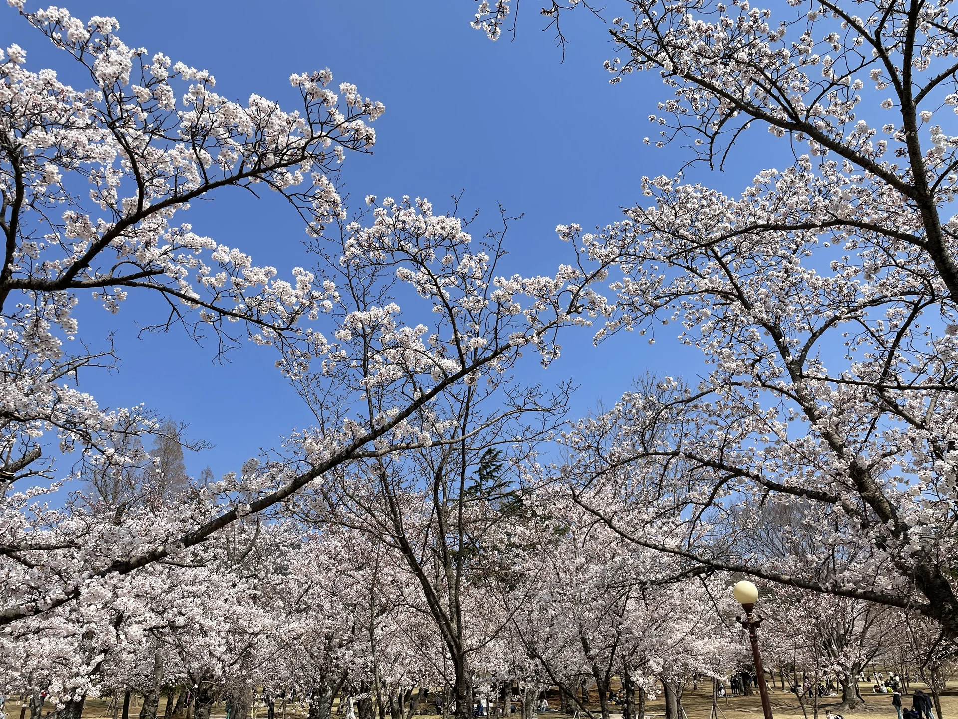 Celebrate Korea's most beloved season with these cherry blossom wallpapers. Every spring, delicate pink petals transform the country into a pastel dreamscape — lining riversides, tunneling over walking paths, and drifting through the air like soft snowfall. These images capture the fleeting magic that draws millions of visitors to Korea each April.

From the famous Yeouido cherry blossom corridor along the Han River to quiet neighborhood streets where petals pile up on parked bicycles, each photo preserves that brief, breathtaking moment when Korea turns pink. Download these free Korean cherry blossom wallpapers for an aesthetic phone background that captures the gentle, ephemeral beauty of spring at its peak. — Free Korean aesthetic wallpaper