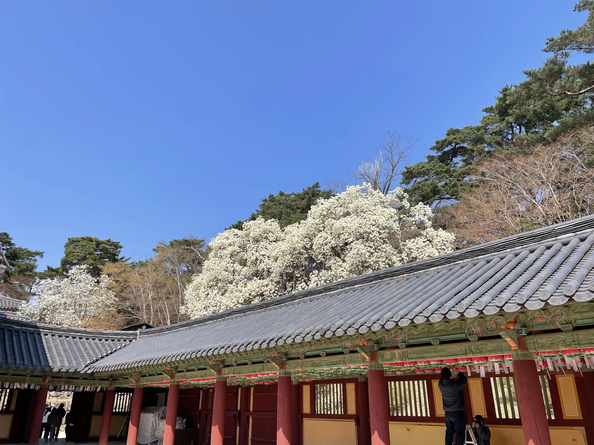Celebrate Korea's most beloved season with these cherry blossom wallpapers. Every spring, delicate pink petals transform the country into a pastel dreamscape — lining riversides, tunneling over walking paths, and drifting through the air like soft snowfall. These images capture the fleeting magic that draws millions of visitors to Korea each April.

From the famous Yeouido cherry blossom corridor along the Han River to quiet neighborhood streets where petals pile up on parked bicycles, each photo preserves that brief, breathtaking moment when Korea turns pink. Download these free Korean cherry blossom wallpapers for an aesthetic phone background that captures the gentle, ephemeral beauty of spring at its peak. — Free Korean aesthetic wallpaper