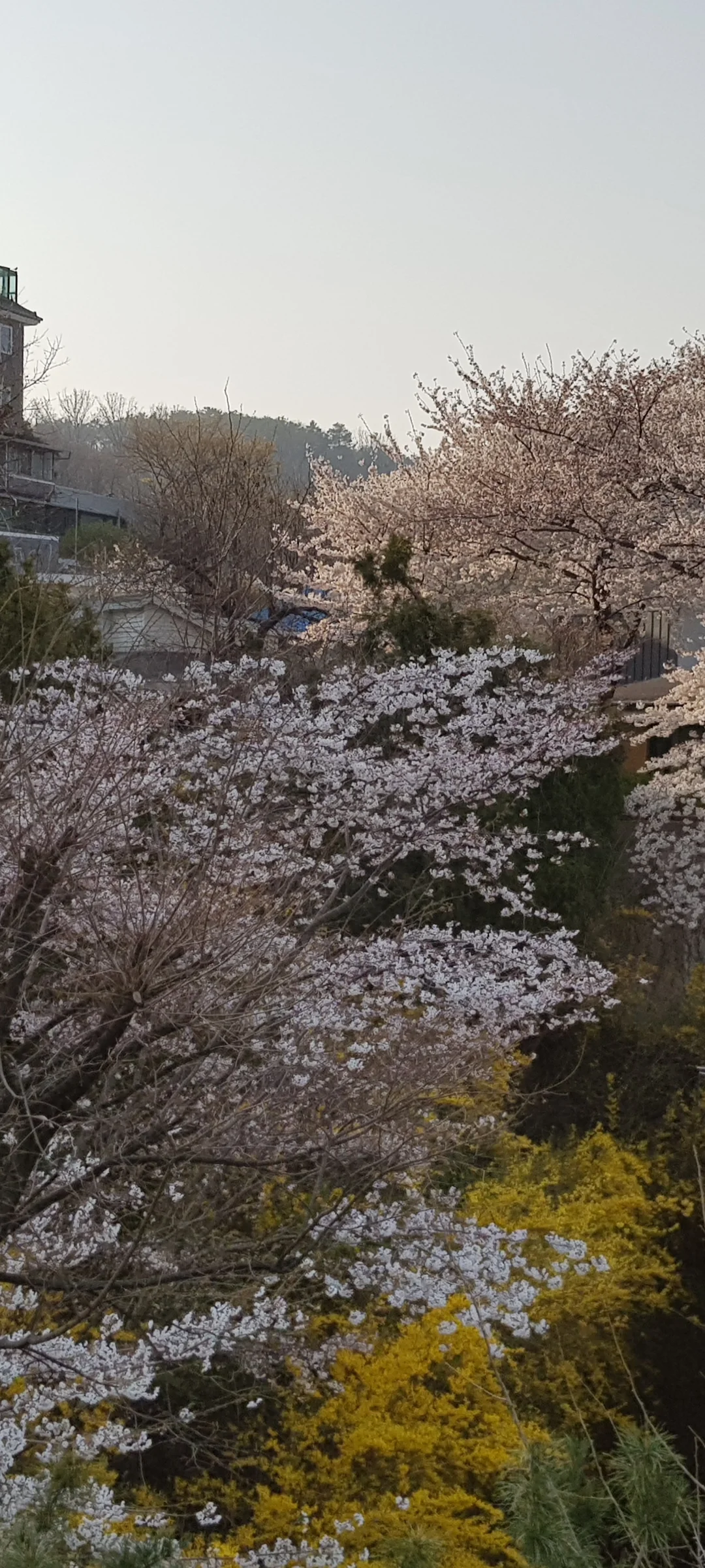 Celebrate Korea's most beloved season with these cherry blossom wallpapers. Every spring, delicate pink petals transform the country into a pastel dreamscape — lining riversides, tunneling over walking paths, and drifting through the air like soft snowfall. These images capture the fleeting magic that draws millions of visitors to Korea each April.

From the famous Yeouido cherry blossom corridor along the Han River to quiet neighborhood streets where petals pile up on parked bicycles, each photo preserves that brief, breathtaking moment when Korea turns pink. Download these free Korean cherry blossom wallpapers for an aesthetic phone background that captures the gentle, ephemeral beauty of spring at its peak. — Free Korean aesthetic wallpaper