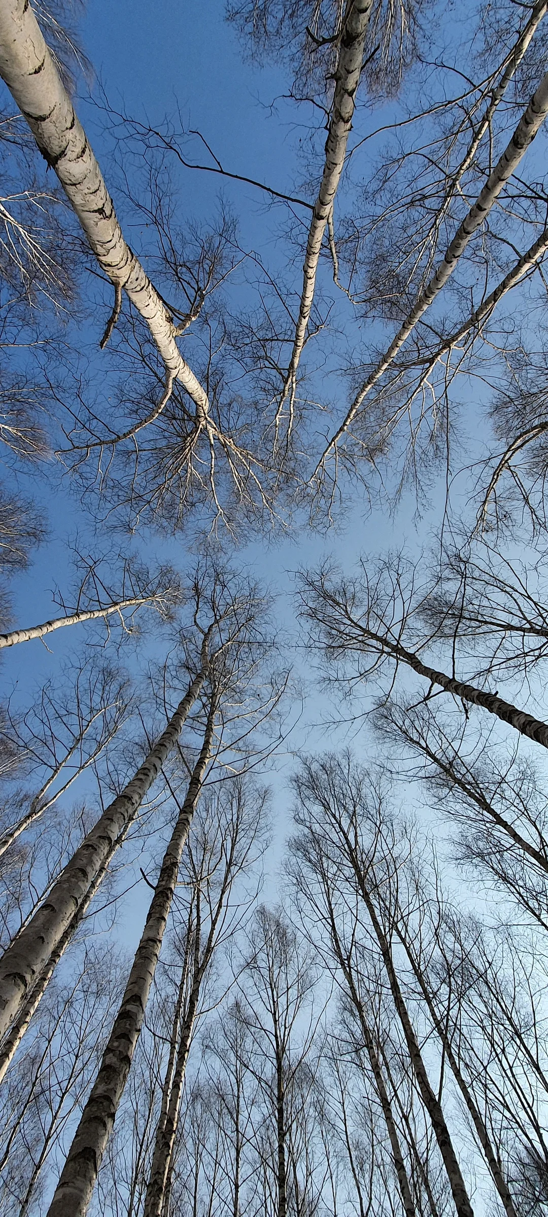 Step into the quiet depth of Korea's forests with these immersive phone wallpapers. Dense bamboo groves filter sunlight into emerald shafts, ancient pine forests carpet mountain slopes in deep green, and misty woodland trails invite you to wander deeper. Korea's forests are places of profound stillness, and these images convey that sense of solitude beautifully.

You'll find towering cedar canopies in Jeju's Bijarim Forest, mossy stone paths winding through temple grounds, dappled light dancing on fern-covered forest floors, and fog rolling through valleys at first light. Download these free Korean forest wallpapers for an aesthetic phone background that brings the restorative calm of nature to every glance at your screen., Inje, Gangwon-do — Free Korean aesthetic wallpaper