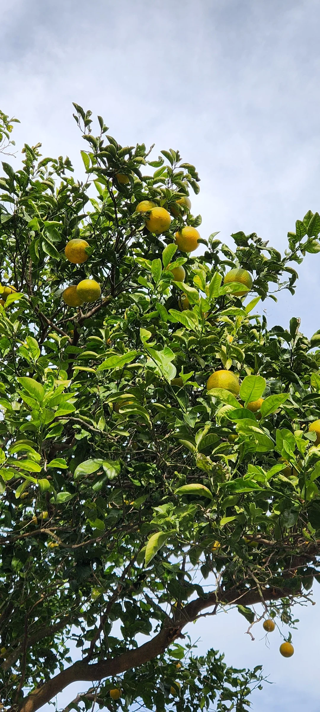 Immerse your screen in the untouched beauty of Korea's natural world. These Korean wallpapers feature sweeping countryside fields blanketed in green, hidden valleys where morning mist clings to the hillsides, and winding streams cutting through rocky terrain. Each photo captures the raw, peaceful energy that makes Korea's landscapes so distinctive.

From the volcanic plains of Jeju Island to the lush wetlands of Suncheon Bay, this collection showcases nature in every mood — dramatic storm clouds rolling over ridgelines, golden sunlight filtering through canopy gaps, and wildflower meadows stretching toward distant peaks. Download these aesthetic phone backgrounds for free and bring a moment of Korean tranquility to your daily life., Yeongpyeong-gil, Yeongpyeong-dong, Ara-dong, Jeju — Free Korean aesthetic wallpaper