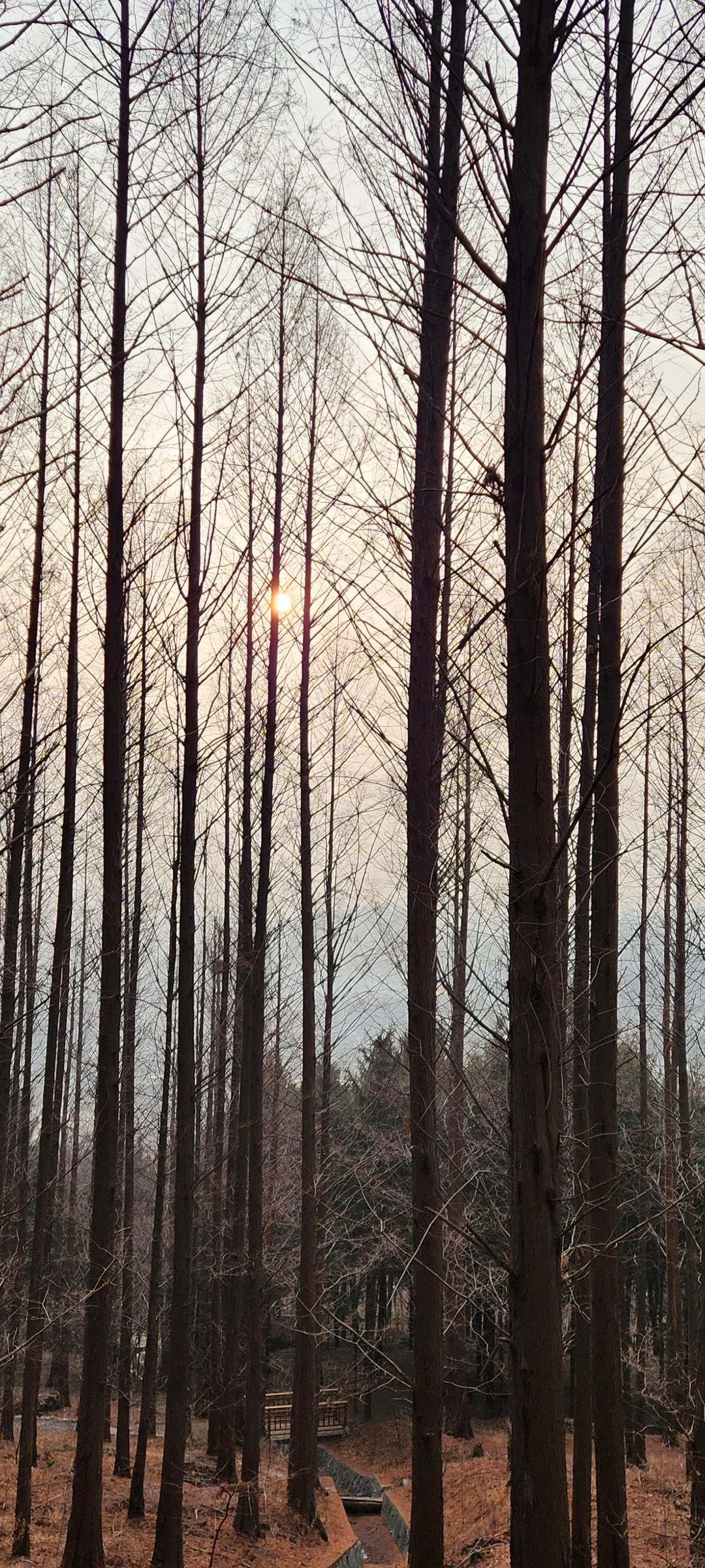 Immerse your screen in the untouched beauty of Korea's natural world. These Korean wallpapers feature sweeping countryside fields blanketed in green, hidden valleys where morning mist clings to the hillsides, and winding streams cutting through rocky terrain. Each photo captures the raw, peaceful energy that makes Korea's landscapes so distinctive.

From the volcanic plains of Jeju Island to the lush wetlands of Suncheon Bay, this collection showcases nature in every mood — dramatic storm clouds rolling over ridgelines, golden sunlight filtering through canopy gaps, and wildflower meadows stretching toward distant peaks. Download these aesthetic phone backgrounds for free and bring a moment of Korean tranquility to your daily life., Yeonhui-ro 28-gil, Yeonhui-dong, Seoul — Free Korean aesthetic wallpaper