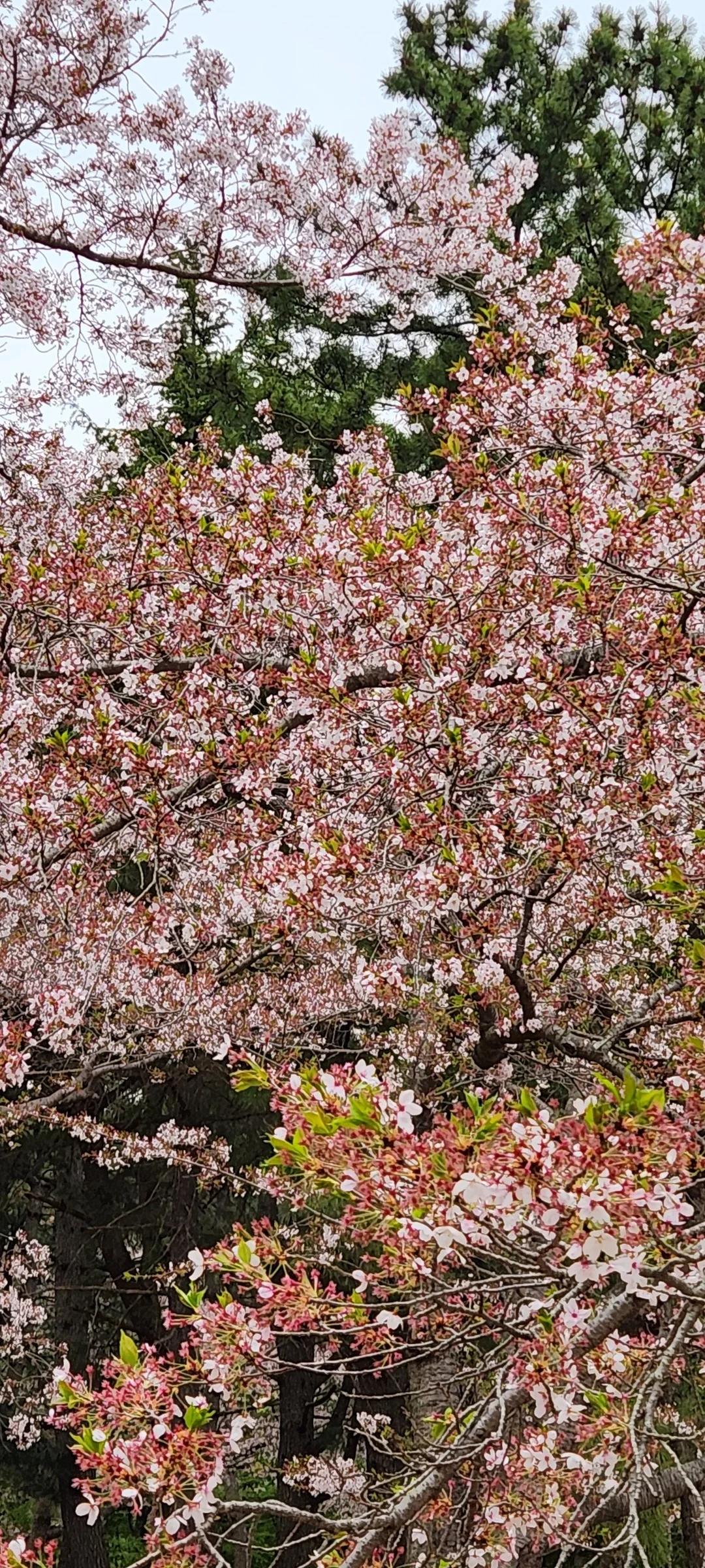 Celebrate Korea's most beloved season with these cherry blossom wallpapers. Every spring, delicate pink petals transform the country into a pastel dreamscape — lining riversides, tunneling over walking paths, and drifting through the air like soft snowfall. These images capture the fleeting magic that draws millions of visitors to Korea each April.

From the famous Yeouido cherry blossom corridor along the Han River to quiet neighborhood streets where petals pile up on parked bicycles, each photo preserves that brief, breathtaking moment when Korea turns pink. Download these free Korean cherry blossom wallpapers for an aesthetic phone background that captures the gentle, ephemeral beauty of spring at its peak., Bulguk-ro, Jinhyeon-dong, Bulguk-dong, Gyeongju-si — Free Korean aesthetic wallpaper