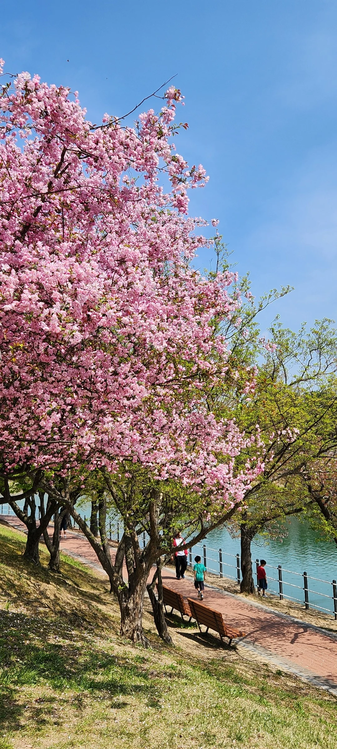 Celebrate Korea's most beloved season with these cherry blossom wallpapers. Every spring, delicate pink petals transform the country into a pastel dreamscape — lining riversides, tunneling over walking paths, and drifting through the air like soft snowfall. These images capture the fleeting magic that draws millions of visitors to Korea each April.

From the famous Yeouido cherry blossom corridor along the Han River to quiet neighborhood streets where petals pile up on parked bicycles, each photo preserves that brief, breathtaking moment when Korea turns pink. Download these free Korean cherry blossom wallpapers for an aesthetic phone background that captures the gentle, ephemeral beauty of spring at its peak., Bomun-ro, Bukgun-dong, Bodeok-dong, Gyeongju-si — Free Korean aesthetic wallpaper