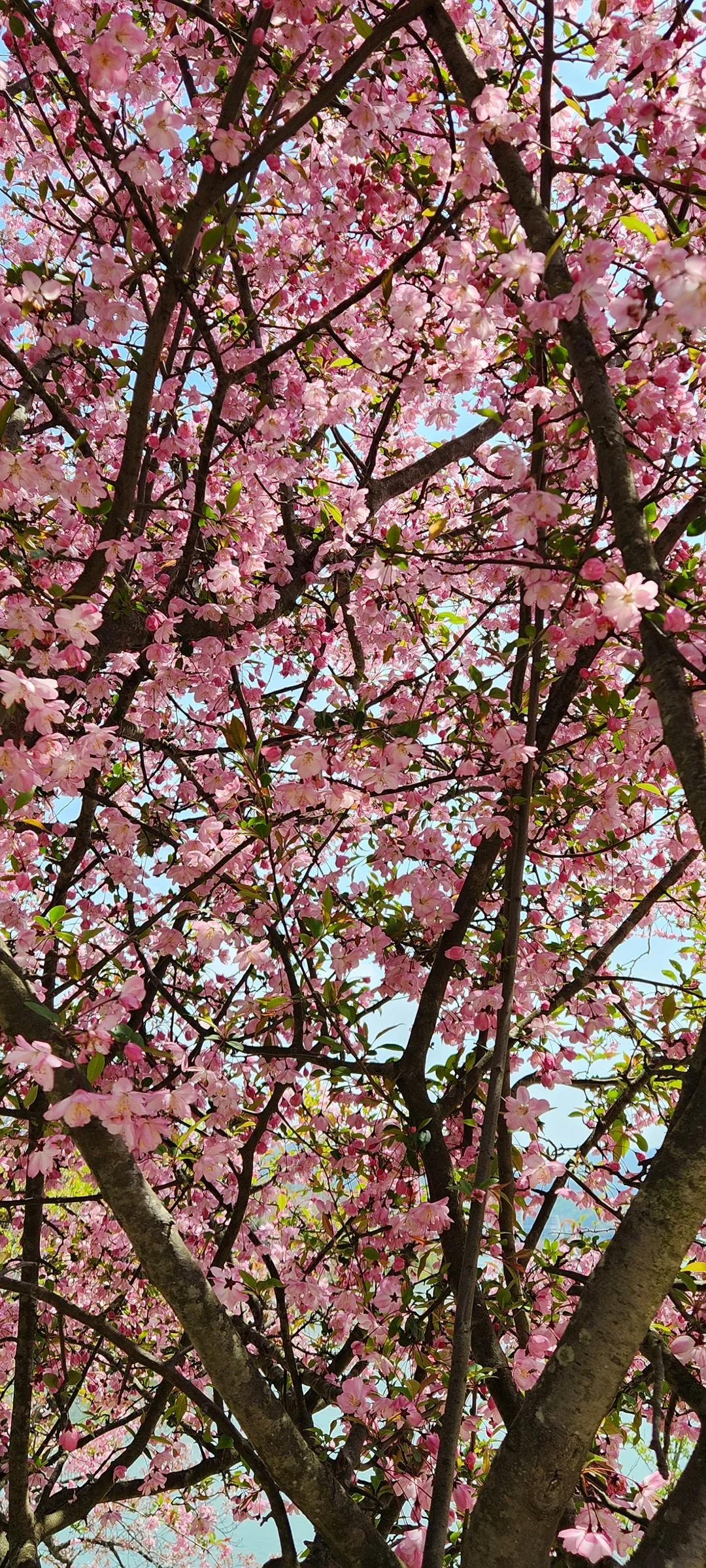 Celebrate Korea's most beloved season with these cherry blossom wallpapers. Every spring, delicate pink petals transform the country into a pastel dreamscape — lining riversides, tunneling over walking paths, and drifting through the air like soft snowfall. These images capture the fleeting magic that draws millions of visitors to Korea each April.

From the famous Yeouido cherry blossom corridor along the Han River to quiet neighborhood streets where petals pile up on parked bicycles, each photo preserves that brief, breathtaking moment when Korea turns pink. Download these free Korean cherry blossom wallpapers for an aesthetic phone background that captures the gentle, ephemeral beauty of spring at its peak., Bomun-ro, Bukgun-dong, Bodeok-dong, Gyeongju-si — Free Korean aesthetic wallpaper
