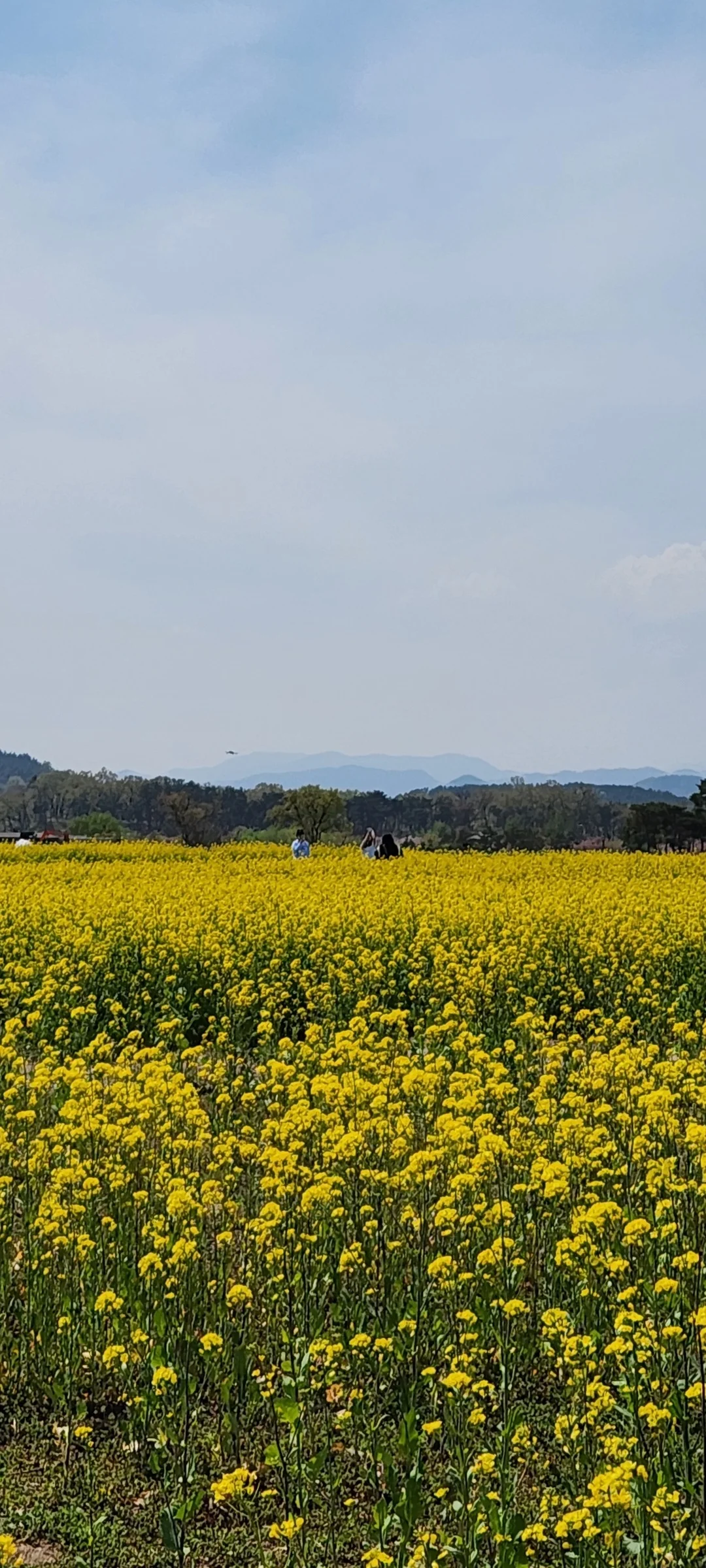 Immerse your screen in the untouched beauty of Korea's natural world. These Korean wallpapers feature sweeping countryside fields blanketed in green, hidden valleys where morning mist clings to the hillsides, and winding streams cutting through rocky terrain. Each photo captures the raw, peaceful energy that makes Korea's landscapes so distinctive.

From the volcanic plains of Jeju Island to the lush wetlands of Suncheon Bay, this collection showcases nature in every mood — dramatic storm clouds rolling over ridgelines, golden sunlight filtering through canopy gaps, and wildflower meadows stretching toward distant peaks. Download these aesthetic phone backgrounds for free and bring a moment of Korean tranquility to your daily life., Bunhwang-ro, Gyo-dong, Wolseong-dong, Gyeongju-si — Free Korean aesthetic wallpaper
