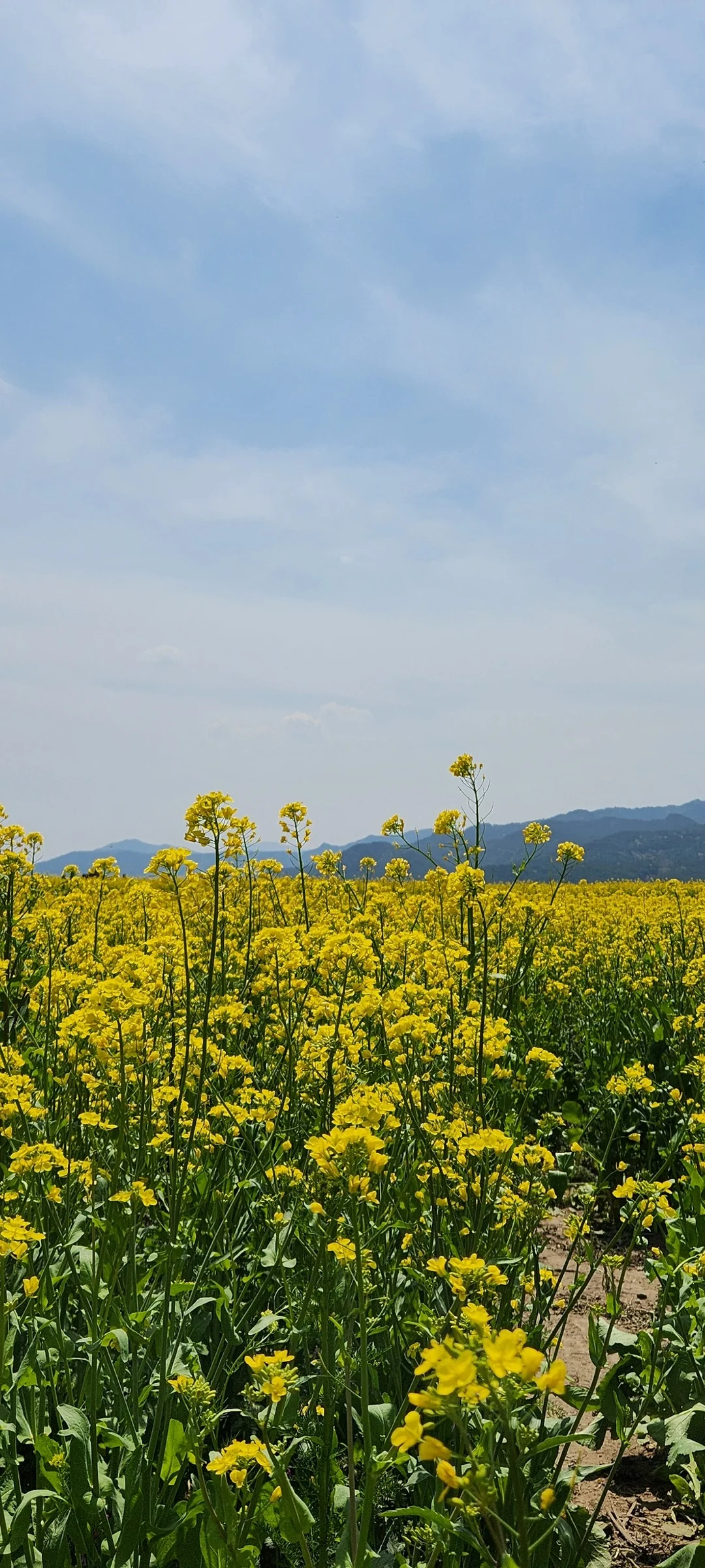Immerse your screen in the untouched beauty of Korea's natural world. These Korean wallpapers feature sweeping countryside fields blanketed in green, hidden valleys where morning mist clings to the hillsides, and winding streams cutting through rocky terrain. Each photo captures the raw, peaceful energy that makes Korea's landscapes so distinctive.

From the volcanic plains of Jeju Island to the lush wetlands of Suncheon Bay, this collection showcases nature in every mood — dramatic storm clouds rolling over ridgelines, golden sunlight filtering through canopy gaps, and wildflower meadows stretching toward distant peaks. Download these aesthetic phone backgrounds for free and bring a moment of Korean tranquility to your daily life., Bunhwang-ro, Gyo-dong, Wolseong-dong, Gyeongju-si — Free Korean aesthetic wallpaper