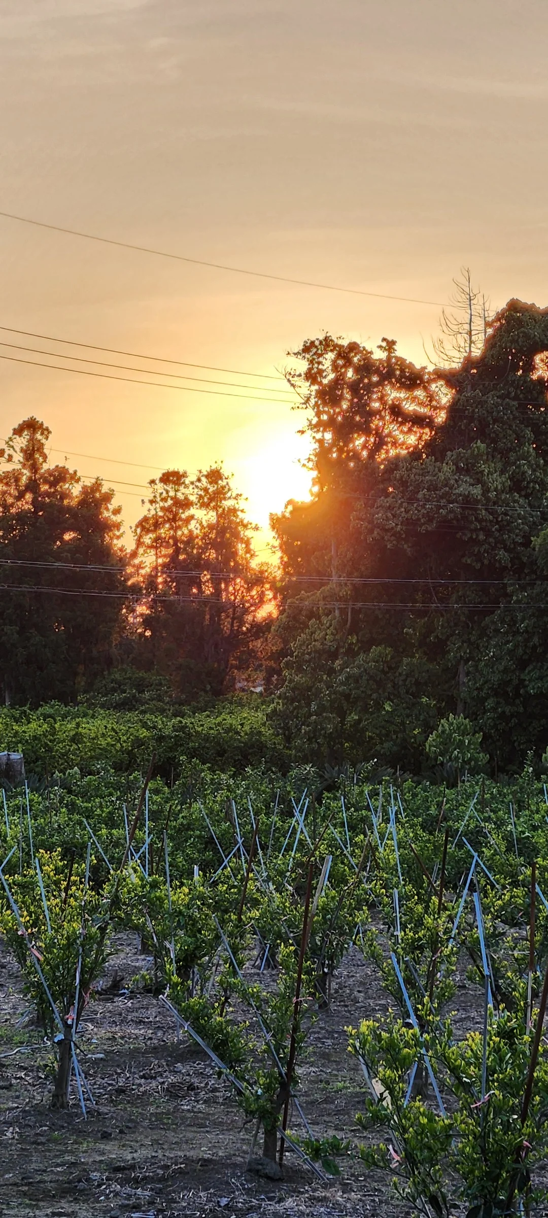 Immerse your screen in the untouched beauty of Korea's natural world. These Korean wallpapers feature sweeping countryside fields blanketed in green, hidden valleys where morning mist clings to the hillsides, and winding streams cutting through rocky terrain. Each photo captures the raw, peaceful energy that makes Korea's landscapes so distinctive.

From the volcanic plains of Jeju Island to the lush wetlands of Suncheon Bay, this collection showcases nature in every mood — dramatic storm clouds rolling over ridgelines, golden sunlight filtering through canopy gaps, and wildflower meadows stretching toward distant peaks. Download these aesthetic phone backgrounds for free and bring a moment of Korean tranquility to your daily life., Jeju Island — Free Korean aesthetic wallpaper