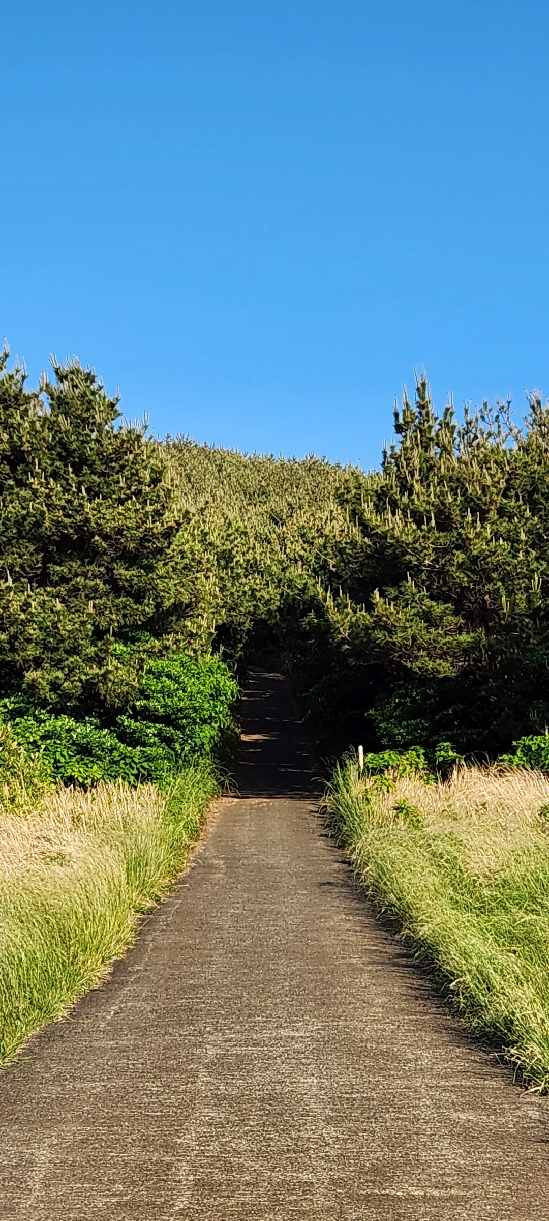 Immerse your screen in the untouched beauty of Korea's natural world. These Korean wallpapers feature sweeping countryside fields blanketed in green, hidden valleys where morning mist clings to the hillsides, and winding streams cutting through rocky terrain. Each photo captures the raw, peaceful energy that makes Korea's landscapes so distinctive.

From the volcanic plains of Jeju Island to the lush wetlands of Suncheon Bay, this collection showcases nature in every mood — dramatic storm clouds rolling over ridgelines, golden sunlight filtering through canopy gaps, and wildflower meadows stretching toward distant peaks. Download these aesthetic phone backgrounds for free and bring a moment of Korean tranquility to your daily life., Yeonpyeong-ri, Jeju — Free Korean aesthetic wallpaper