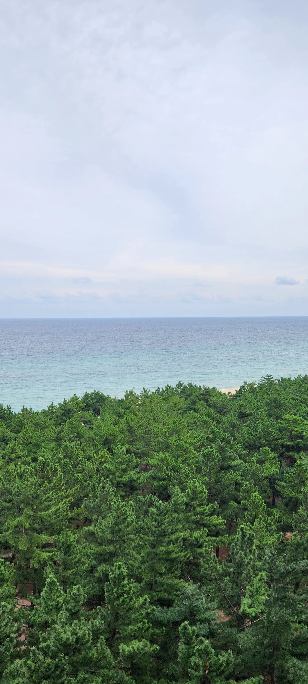 Immerse your screen in the untouched beauty of Korea's natural world. These Korean wallpapers feature sweeping countryside fields blanketed in green, hidden valleys where morning mist clings to the hillsides, and winding streams cutting through rocky terrain. Each photo captures the raw, peaceful energy that makes Korea's landscapes so distinctive.

From the volcanic plains of Jeju Island to the lush wetlands of Suncheon Bay, this collection showcases nature in every mood — dramatic storm clouds rolling over ridgelines, golden sunlight filtering through canopy gaps, and wildflower meadows stretching toward distant peaks. Download these aesthetic phone backgrounds for free and bring a moment of Korean tranquility to your daily life., Changhae-ro, Songjeongdong, Chodang-dong, Gangneung-si — Free Korean aesthetic wallpaper