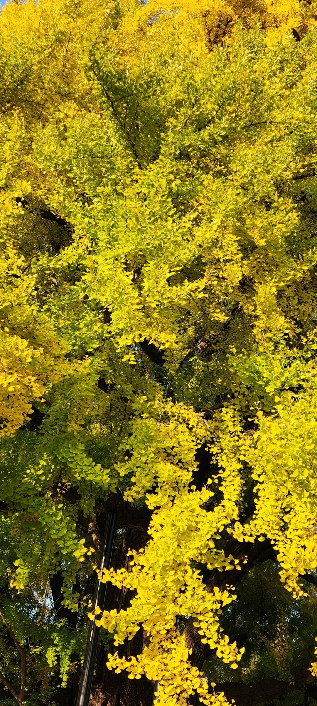 Experience the vibrant pulse of Korean city life through these dynamic street wallpapers. Bustling crosswalks in Myeongdong, colorful shop fronts in Hongdae, rain-slicked sidewalks reflecting neon signs, and everyday moments of commuters, street vendors, and cyclists moving through Seoul's urban rhythm — each image tells a story of a city constantly in motion.

Beyond Seoul, you'll find the charming streetscapes of Busan's hillside neighborhoods, the retro storefronts of Jeonju, and quiet residential lanes where laundry dries on balconies above parked scooters. These free Korean street wallpapers are perfect as an aesthetic phone background for anyone captivated by the raw energy and visual richness of Korean urban culture., Yeowon-ro, Wonju-si — Free Korean aesthetic wallpaper