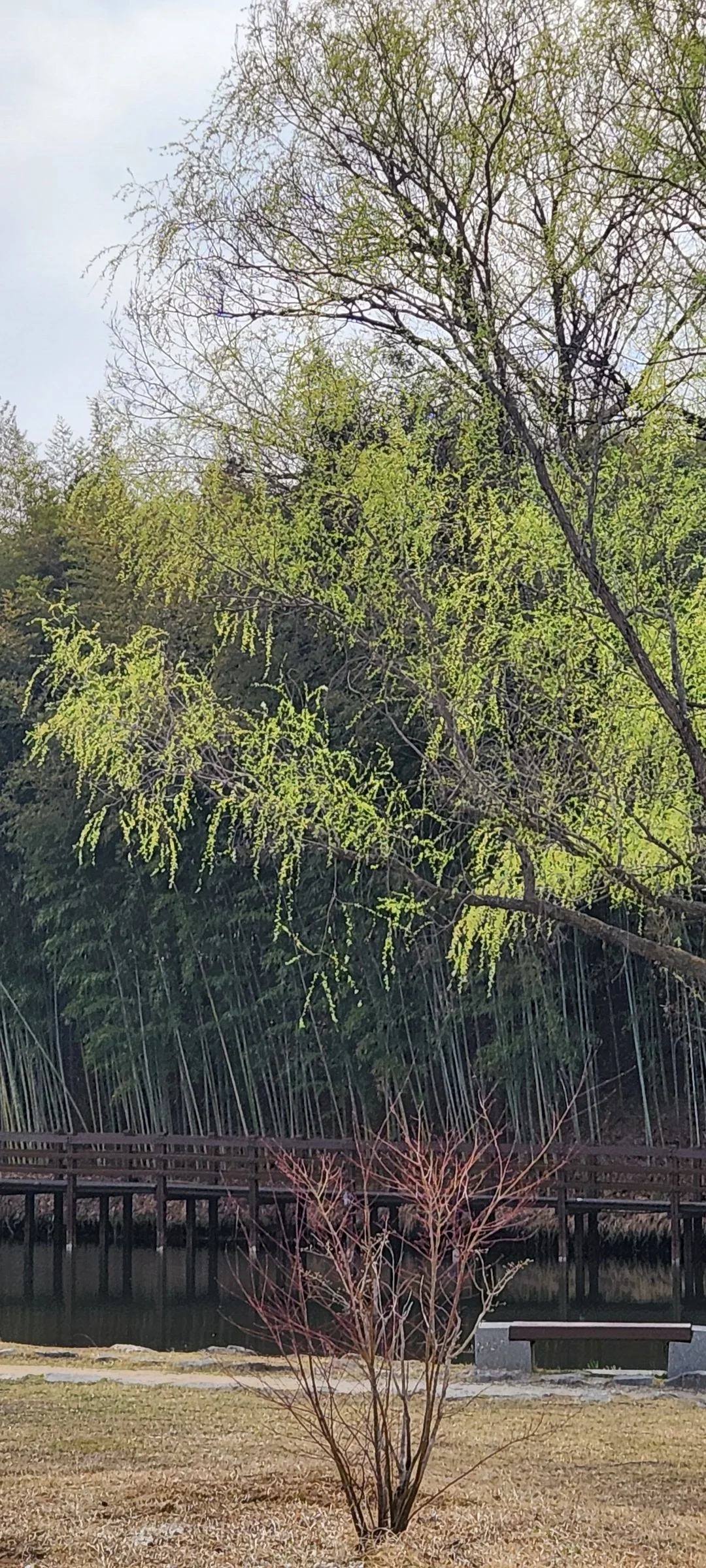 Immerse your screen in the untouched beauty of Korea's natural world. These Korean wallpapers feature sweeping countryside fields blanketed in green, hidden valleys where morning mist clings to the hillsides, and winding streams cutting through rocky terrain. Each photo captures the raw, peaceful energy that makes Korea's landscapes so distinctive.

From the volcanic plains of Jeju Island to the lush wetlands of Suncheon Bay, this collection showcases nature in every mood — dramatic storm clouds rolling over ridgelines, golden sunlight filtering through canopy gaps, and wildflower meadows stretching toward distant peaks. Download these aesthetic phone backgrounds for free and bring a moment of Korean tranquility to your daily life., Jukhyangmunhwa-ro, Damyang-gun — Free Korean aesthetic wallpaper