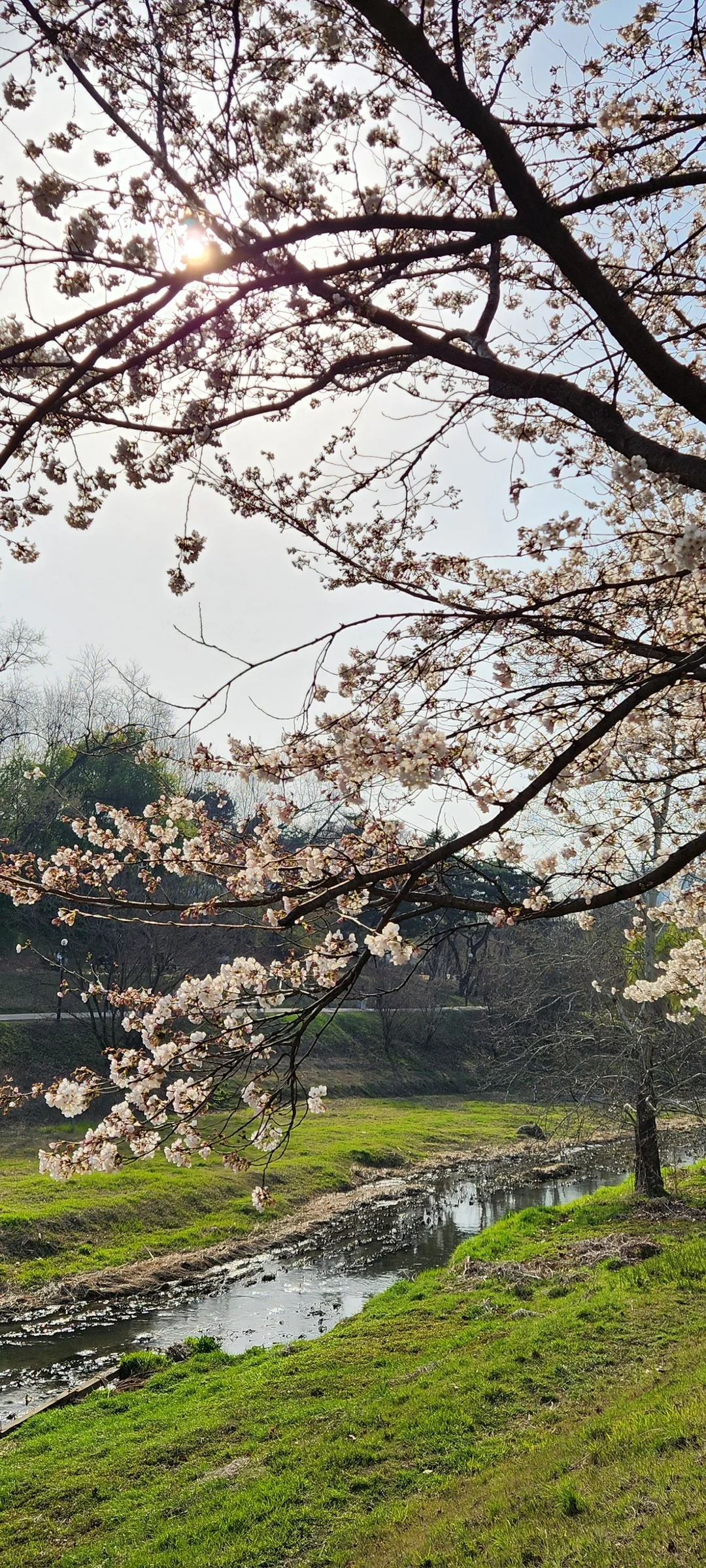 Celebrate Korea's most beloved season with these cherry blossom wallpapers. Every spring, delicate pink petals transform the country into a pastel dreamscape — lining riversides, tunneling over walking paths, and drifting through the air like soft snowfall. These images capture the fleeting magic that draws millions of visitors to Korea each April.

From the famous Yeouido cherry blossom corridor along the Han River to quiet neighborhood streets where petals pile up on parked bicycles, each photo preserves that brief, breathtaking moment when Korea turns pink. Download these free Korean cherry blossom wallpapers for an aesthetic phone background that captures the gentle, ephemeral beauty of spring at its peak., Gangdong-daero, Oryun-dong, Seoul — Free Korean aesthetic wallpaper