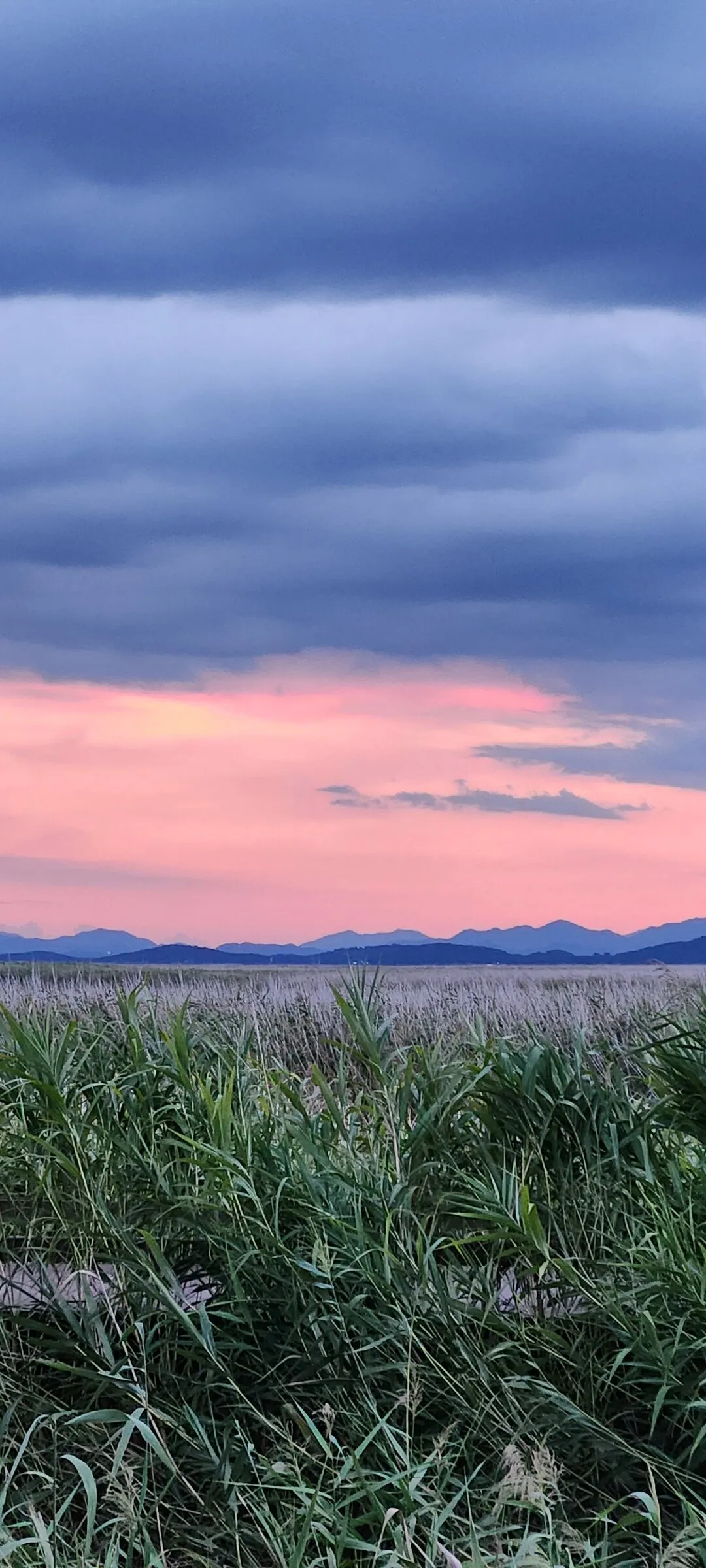 Immerse your screen in the untouched beauty of Korea's natural world. These Korean wallpapers feature sweeping countryside fields blanketed in green, hidden valleys where morning mist clings to the hillsides, and winding streams cutting through rocky terrain. Each photo captures the raw, peaceful energy that makes Korea's landscapes so distinctive.

From the volcanic plains of Jeju Island to the lush wetlands of Suncheon Bay, this collection showcases nature in every mood — dramatic storm clouds rolling over ridgelines, golden sunlight filtering through canopy gaps, and wildflower meadows stretching toward distant peaks. Download these aesthetic phone backgrounds for free and bring a moment of Korean tranquility to your daily life., Suncheon-si — Free Korean aesthetic wallpaper
