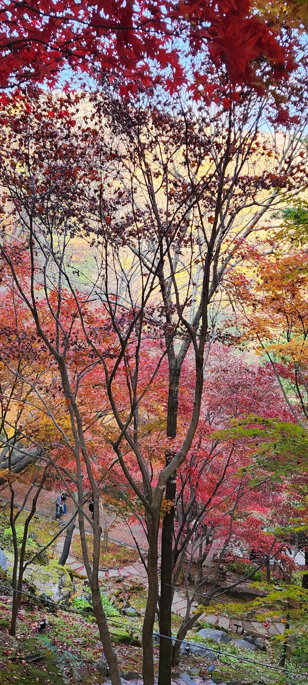 Immerse your screen in the untouched beauty of Korea's natural world. These Korean wallpapers feature sweeping countryside fields blanketed in green, hidden valleys where morning mist clings to the hillsides, and winding streams cutting through rocky terrain. Each photo captures the raw, peaceful energy that makes Korea's landscapes so distinctive.

From the volcanic plains of Jeju Island to the lush wetlands of Suncheon Bay, this collection showcases nature in every mood — dramatic storm clouds rolling over ridgelines, golden sunlight filtering through canopy gaps, and wildflower meadows stretching toward distant peaks. Download these aesthetic phone backgrounds for free and bring a moment of Korean tranquility to your daily life., Gwangju-si, Gyeonggi-do — Free Korean aesthetic wallpaper