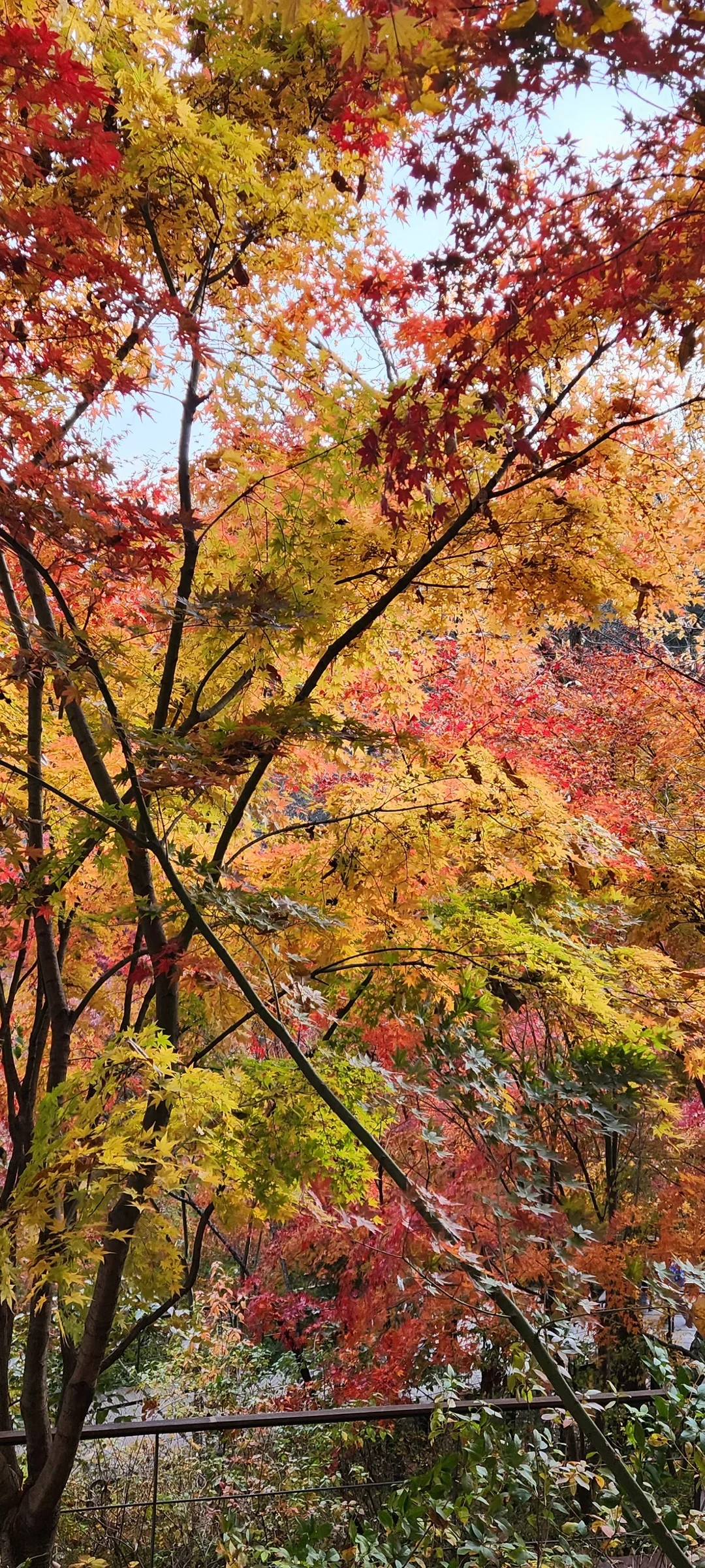 Immerse your screen in the untouched beauty of Korea's natural world. These Korean wallpapers feature sweeping countryside fields blanketed in green, hidden valleys where morning mist clings to the hillsides, and winding streams cutting through rocky terrain. Each photo captures the raw, peaceful energy that makes Korea's landscapes so distinctive.

From the volcanic plains of Jeju Island to the lush wetlands of Suncheon Bay, this collection showcases nature in every mood — dramatic storm clouds rolling over ridgelines, golden sunlight filtering through canopy gaps, and wildflower meadows stretching toward distant peaks. Download these aesthetic phone backgrounds for free and bring a moment of Korean tranquility to your daily life., Gwangju-si, Gyeonggi-do — Free Korean aesthetic wallpaper