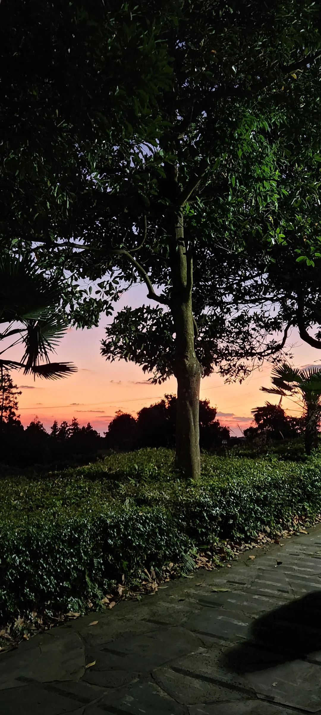 Paint your phone screen with the warm glow of a Korean sunset. These wallpapers capture golden hour at its most magical — amber light washing over temple rooftops, cotton-candy skies reflected in still rice paddies, and the Seoul skyline silhouetted against bands of pink, orange, and violet as the sun dips below the horizon.

Each image showcases a different face of the Korean evening: fishing boats returning to harbor under a fiery sky, lone hikers on ridgelines backlit by the last rays, and coastal cliffs glowing in warm light. These free aesthetic sunset wallpapers make the perfect phone background for anyone who wants a daily reminder of that peaceful, fleeting beauty between day and night., Jeju-si, Jeju-do — Free Korean aesthetic wallpaper