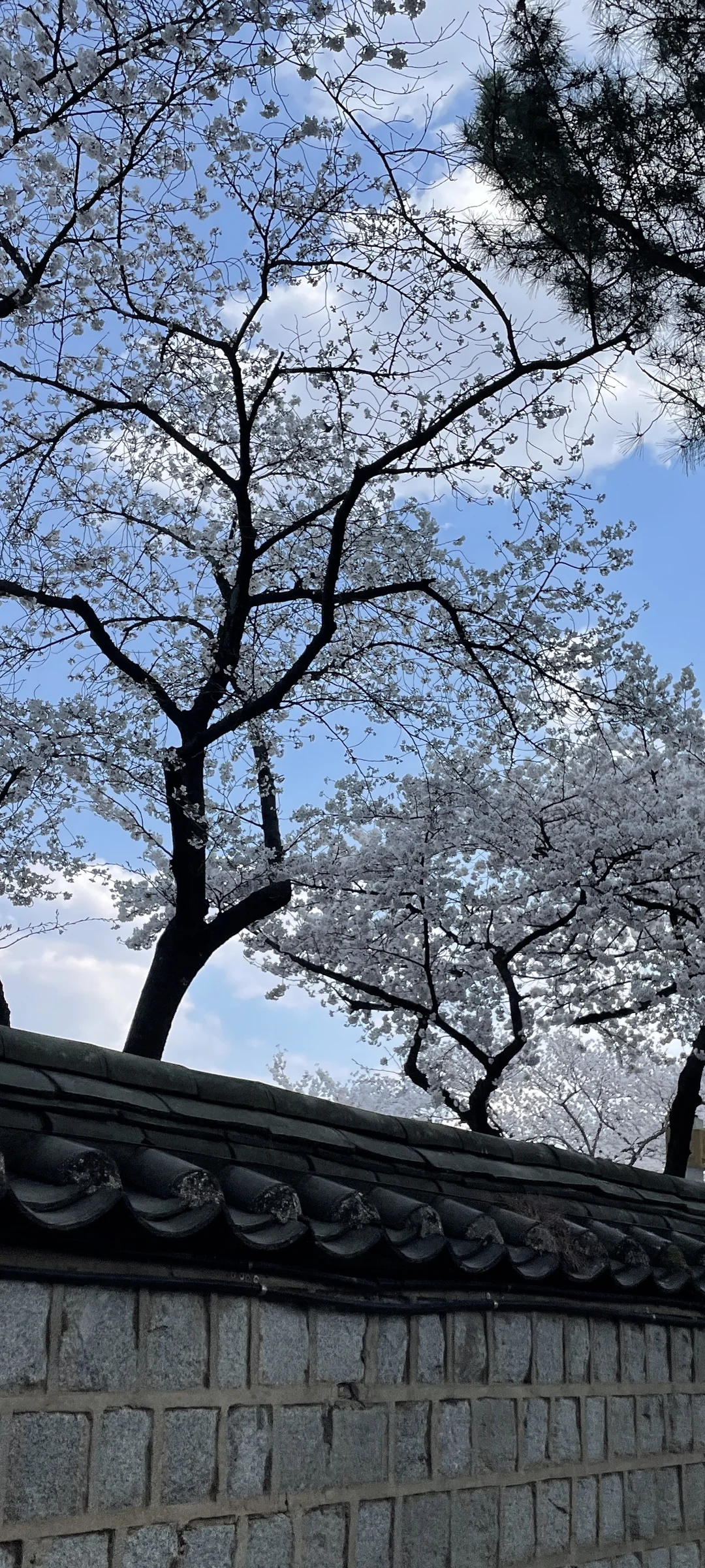 Celebrate Korea's most beloved season with these cherry blossom wallpapers. Every spring, delicate pink petals transform the country into a pastel dreamscape — lining riversides, tunneling over walking paths, and drifting through the air like soft snowfall. These images capture the fleeting magic that draws millions of visitors to Korea each April.

From the famous Yeouido cherry blossom corridor along the Han River to quiet neighborhood streets where petals pile up on parked bicycles, each photo preserves that brief, breathtaking moment when Korea turns pink. Download these free Korean cherry blossom wallpapers for an aesthetic phone background that captures the gentle, ephemeral beauty of spring at its peak. — Free Korean aesthetic wallpaper