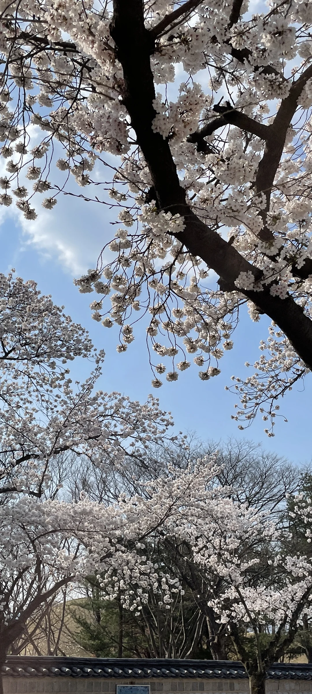Celebrate Korea's most beloved season with these cherry blossom wallpapers. Every spring, delicate pink petals transform the country into a pastel dreamscape — lining riversides, tunneling over walking paths, and drifting through the air like soft snowfall. These images capture the fleeting magic that draws millions of visitors to Korea each April.

From the famous Yeouido cherry blossom corridor along the Han River to quiet neighborhood streets where petals pile up on parked bicycles, each photo preserves that brief, breathtaking moment when Korea turns pink. Download these free Korean cherry blossom wallpapers for an aesthetic phone background that captures the gentle, ephemeral beauty of spring at its peak. — Free Korean aesthetic wallpaper