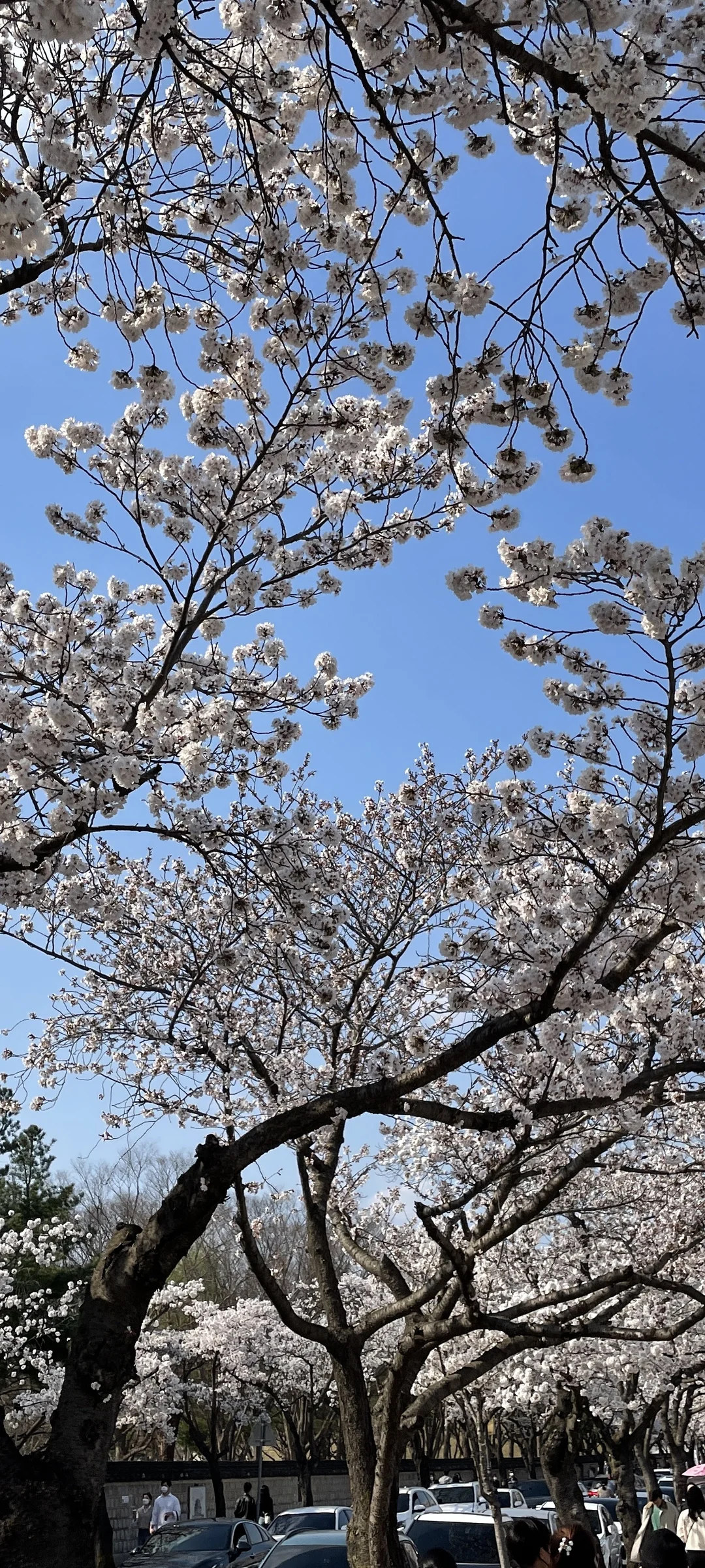 Celebrate Korea's most beloved season with these cherry blossom wallpapers. Every spring, delicate pink petals transform the country into a pastel dreamscape — lining riversides, tunneling over walking paths, and drifting through the air like soft snowfall. These images capture the fleeting magic that draws millions of visitors to Korea each April.

From the famous Yeouido cherry blossom corridor along the Han River to quiet neighborhood streets where petals pile up on parked bicycles, each photo preserves that brief, breathtaking moment when Korea turns pink. Download these free Korean cherry blossom wallpapers for an aesthetic phone background that captures the gentle, ephemeral beauty of spring at its peak. — Free Korean aesthetic wallpaper