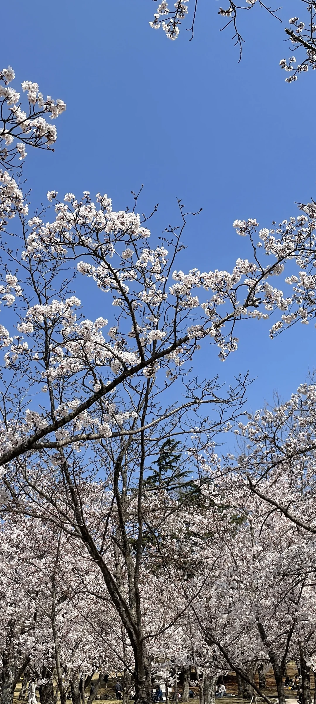 Celebrate Korea's most beloved season with these cherry blossom wallpapers. Every spring, delicate pink petals transform the country into a pastel dreamscape — lining riversides, tunneling over walking paths, and drifting through the air like soft snowfall. These images capture the fleeting magic that draws millions of visitors to Korea each April.

From the famous Yeouido cherry blossom corridor along the Han River to quiet neighborhood streets where petals pile up on parked bicycles, each photo preserves that brief, breathtaking moment when Korea turns pink. Download these free Korean cherry blossom wallpapers for an aesthetic phone background that captures the gentle, ephemeral beauty of spring at its peak. — Free Korean aesthetic wallpaper