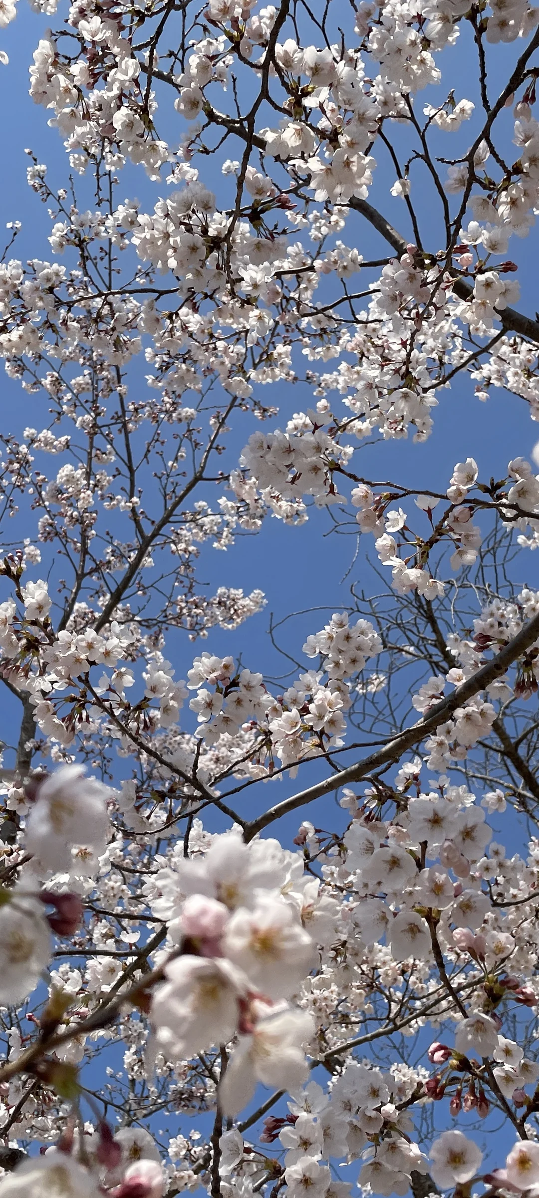 Celebrate Korea's most beloved season with these cherry blossom wallpapers. Every spring, delicate pink petals transform the country into a pastel dreamscape — lining riversides, tunneling over walking paths, and drifting through the air like soft snowfall. These images capture the fleeting magic that draws millions of visitors to Korea each April.

From the famous Yeouido cherry blossom corridor along the Han River to quiet neighborhood streets where petals pile up on parked bicycles, each photo preserves that brief, breathtaking moment when Korea turns pink. Download these free Korean cherry blossom wallpapers for an aesthetic phone background that captures the gentle, ephemeral beauty of spring at its peak. — Free Korean aesthetic wallpaper