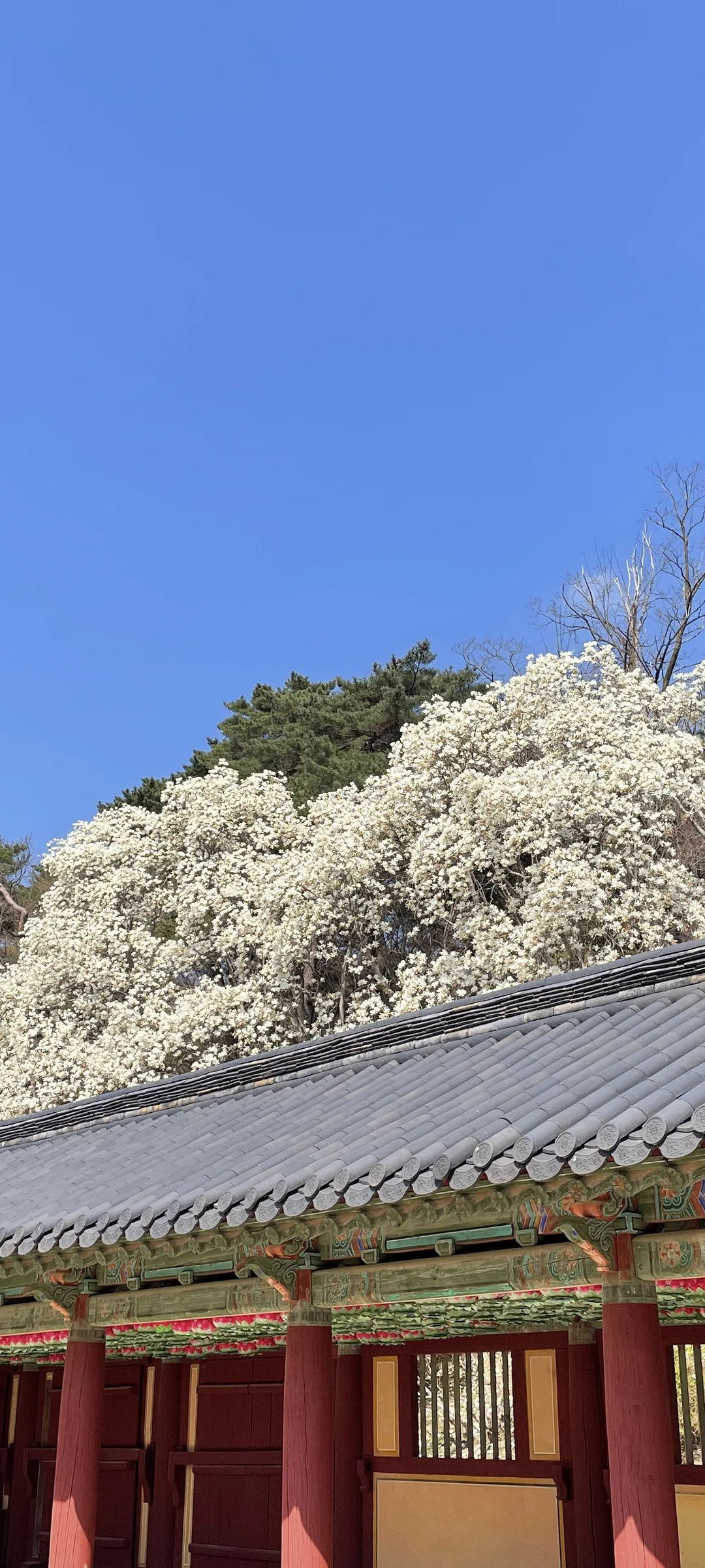 Celebrate Korea's most beloved season with these cherry blossom wallpapers. Every spring, delicate pink petals transform the country into a pastel dreamscape — lining riversides, tunneling over walking paths, and drifting through the air like soft snowfall. These images capture the fleeting magic that draws millions of visitors to Korea each April.

From the famous Yeouido cherry blossom corridor along the Han River to quiet neighborhood streets where petals pile up on parked bicycles, each photo preserves that brief, breathtaking moment when Korea turns pink. Download these free Korean cherry blossom wallpapers for an aesthetic phone background that captures the gentle, ephemeral beauty of spring at its peak. — Free Korean aesthetic wallpaper