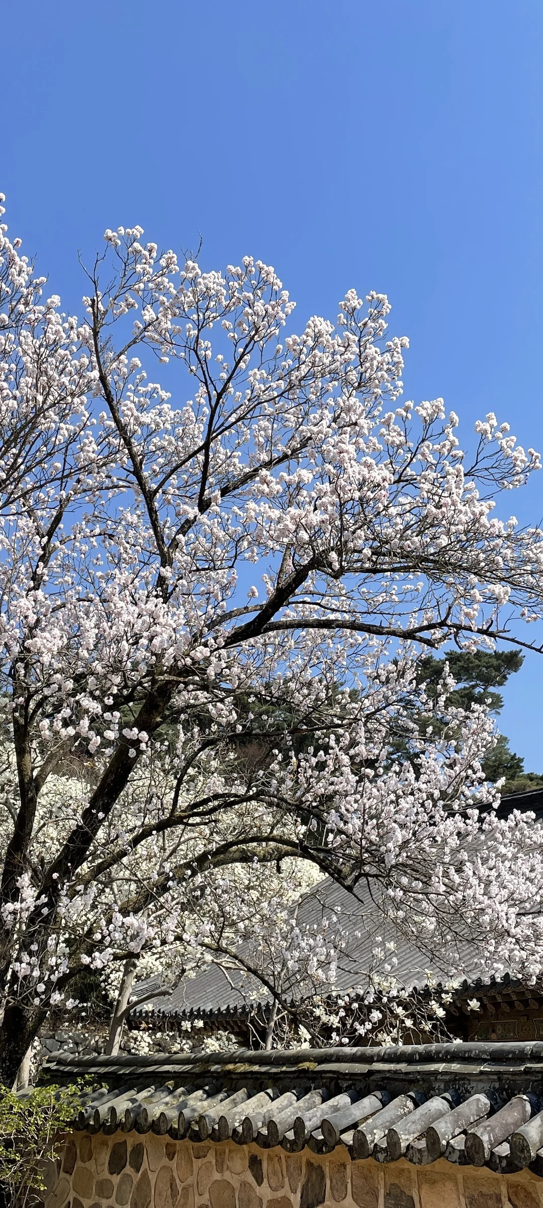 Celebrate Korea's most beloved season with these cherry blossom wallpapers. Every spring, delicate pink petals transform the country into a pastel dreamscape — lining riversides, tunneling over walking paths, and drifting through the air like soft snowfall. These images capture the fleeting magic that draws millions of visitors to Korea each April.

From the famous Yeouido cherry blossom corridor along the Han River to quiet neighborhood streets where petals pile up on parked bicycles, each photo preserves that brief, breathtaking moment when Korea turns pink. Download these free Korean cherry blossom wallpapers for an aesthetic phone background that captures the gentle, ephemeral beauty of spring at its peak. — Free Korean aesthetic wallpaper