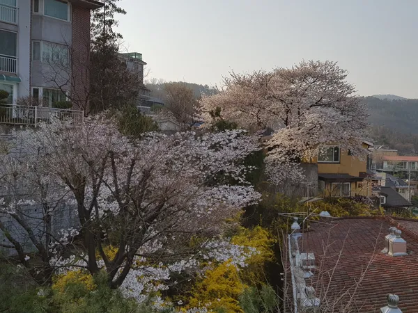 Korean cherry-blossom & flower aesthetic wallpaper for phone