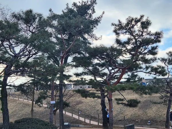 Korean nature & forest & park aesthetic wallpaper for phone