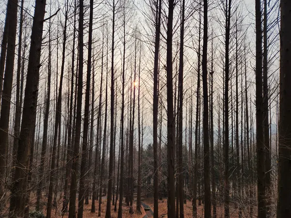 Korean nature & forest & sunset & aesthetic aesthetic wallpaper for phone