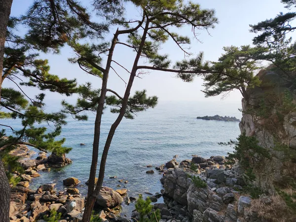 Korean sea & nature & forest aesthetic wallpaper for phone